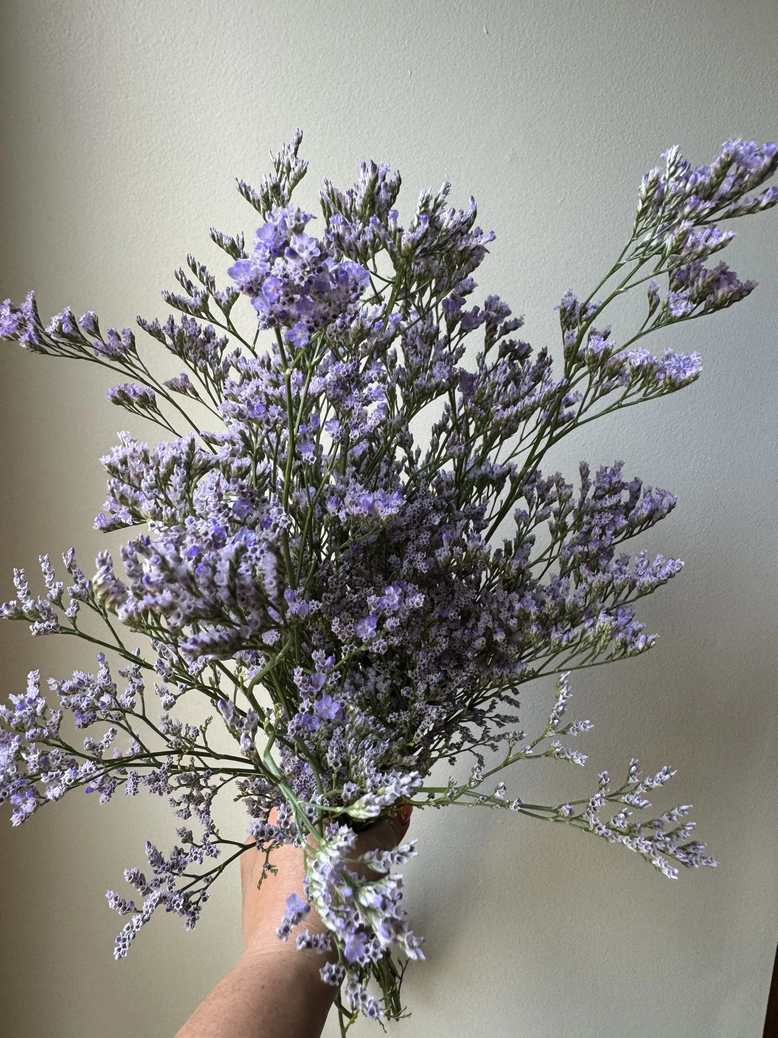 Limonium Blue_0300.JPG