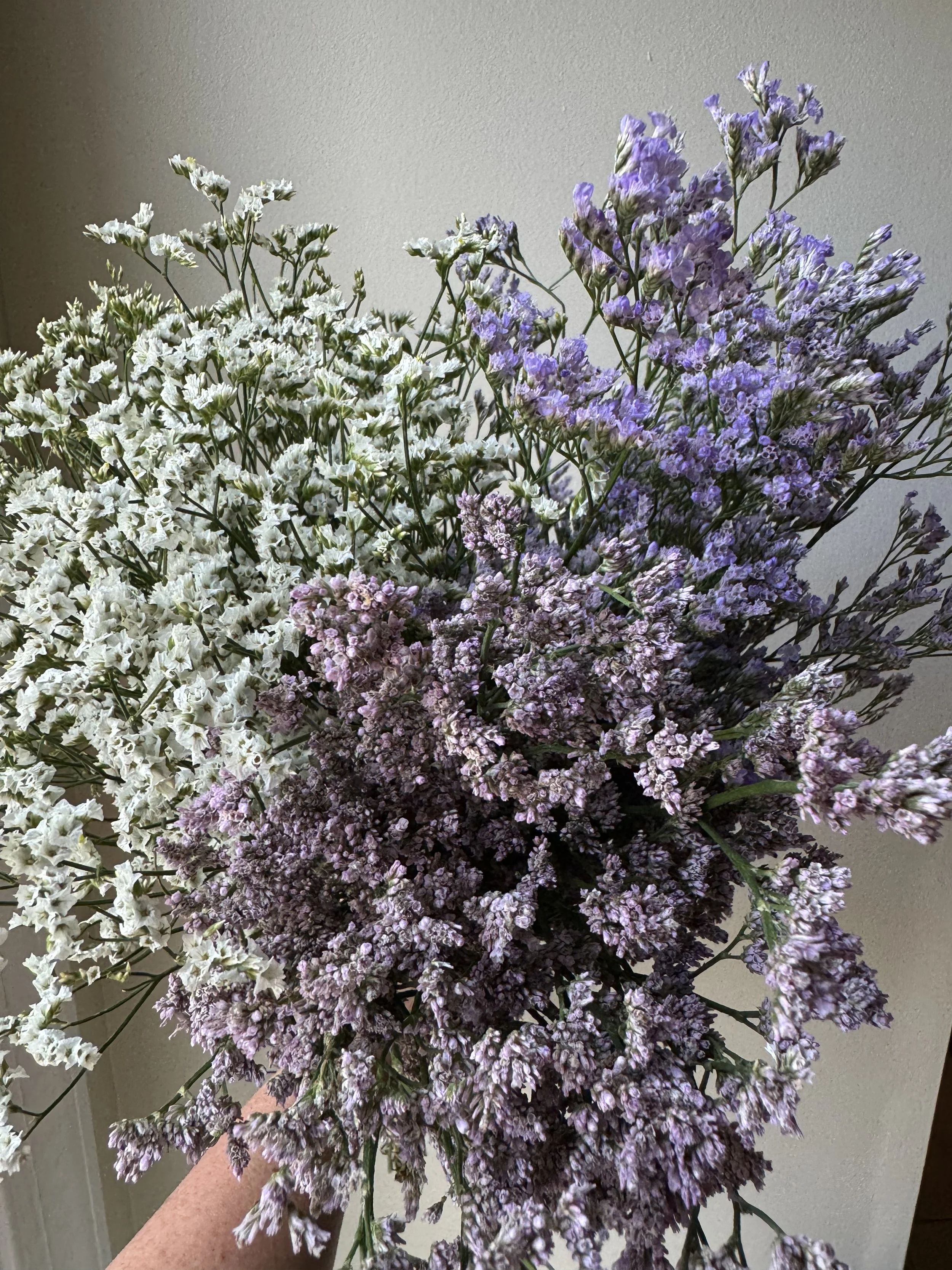 Limonium - Color
