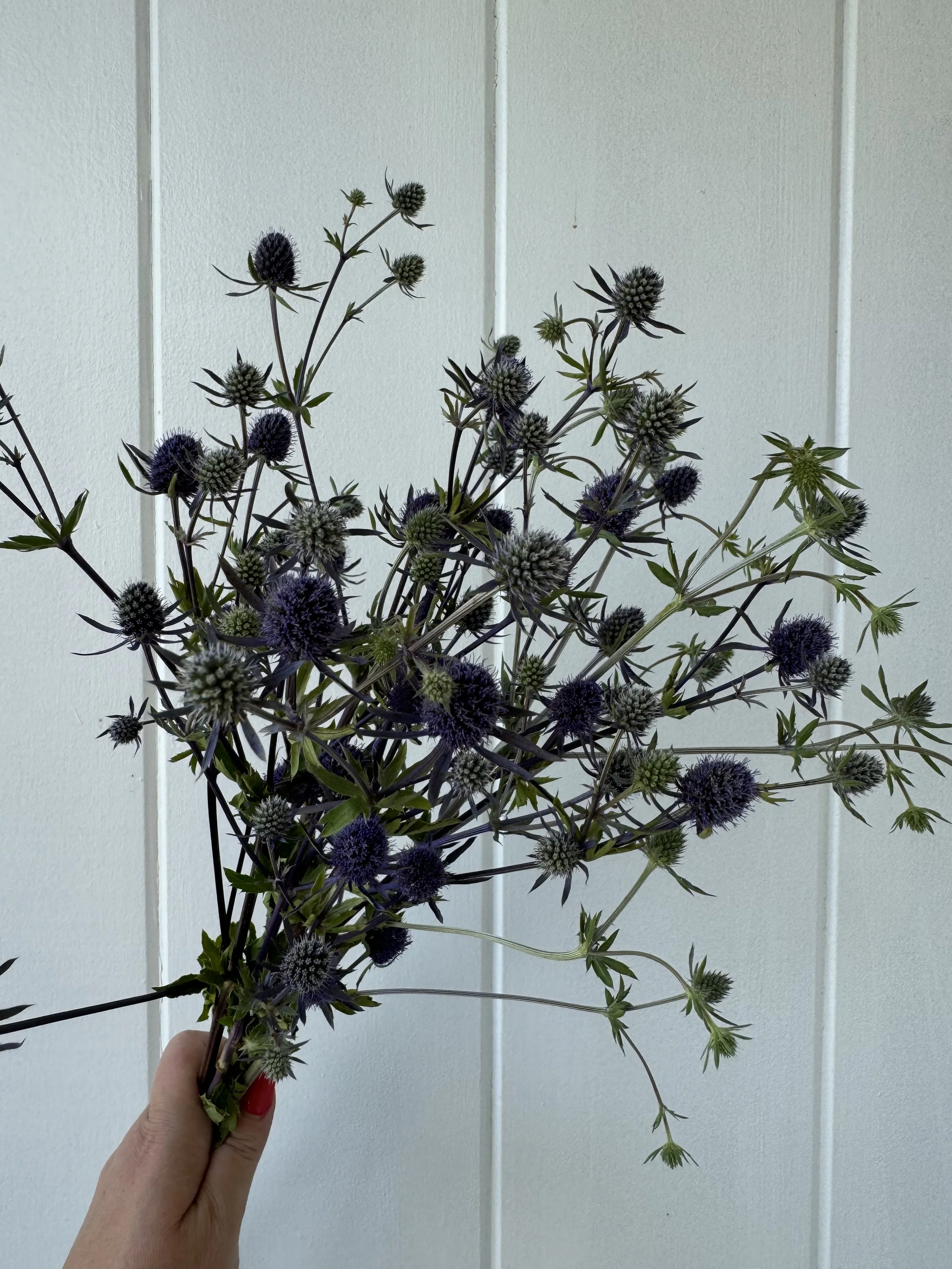 Eryngium - Blue Dynamite