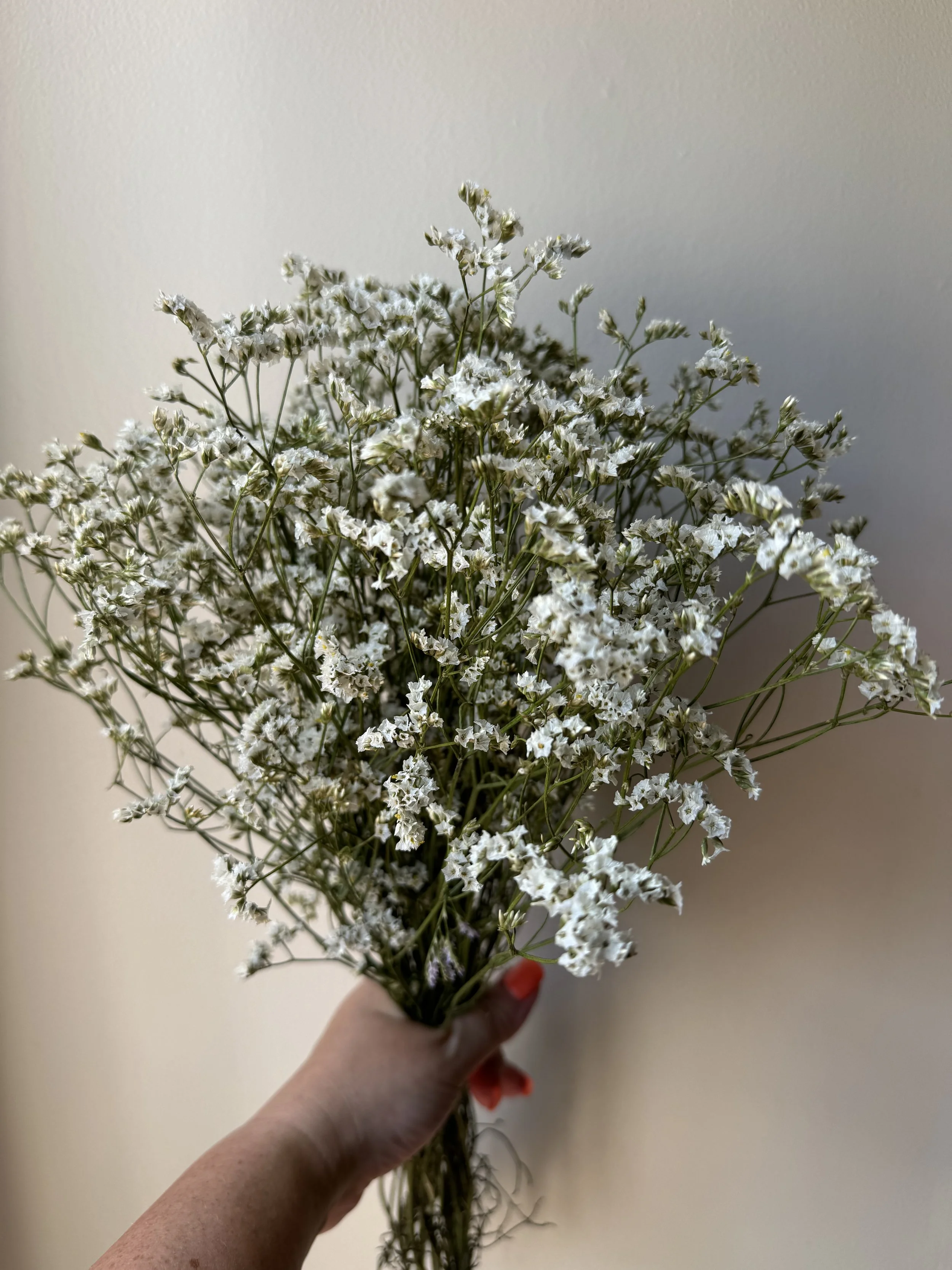 white limonium_0601.JPG