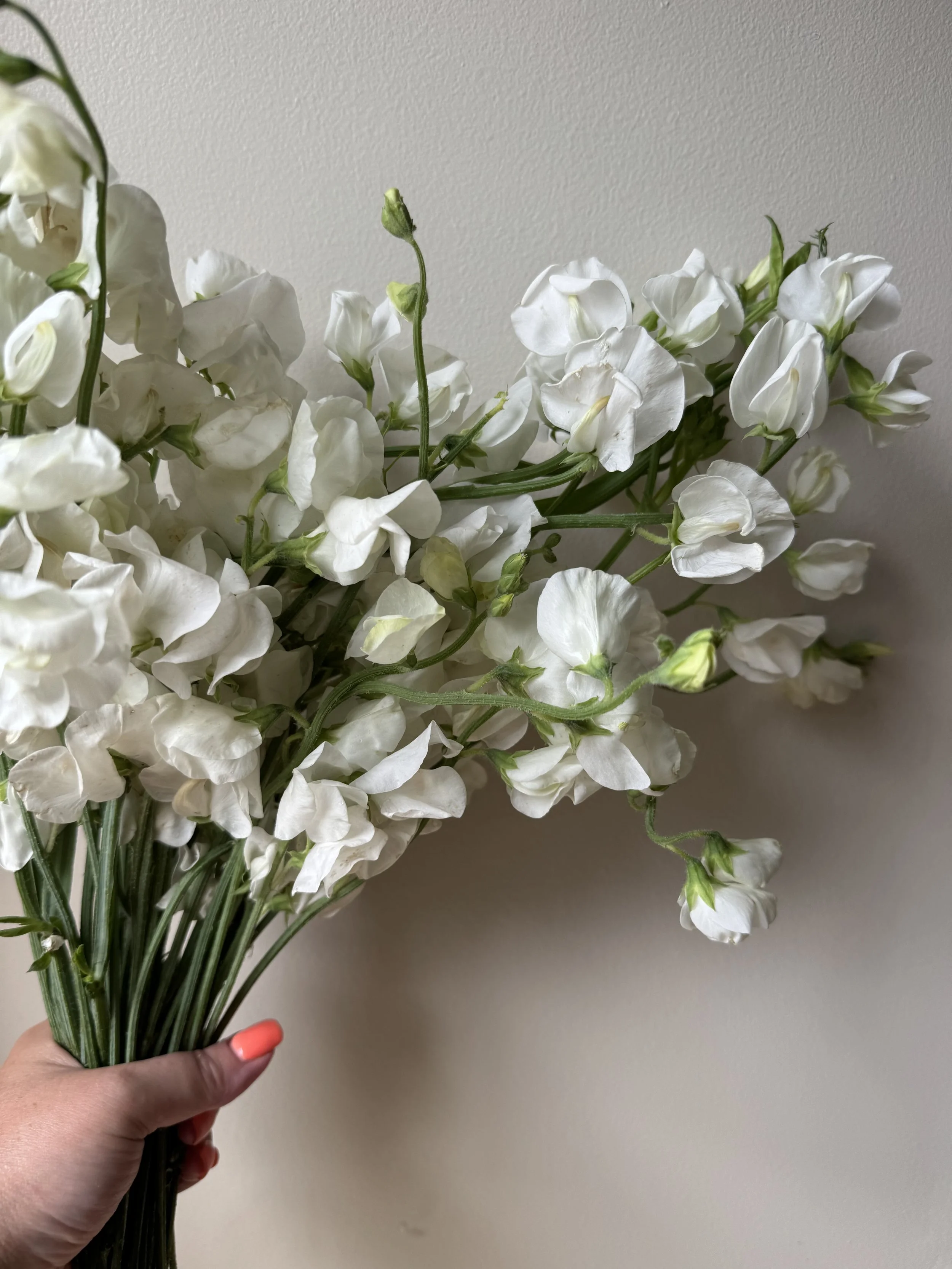 white sweet peas_0533.JPG