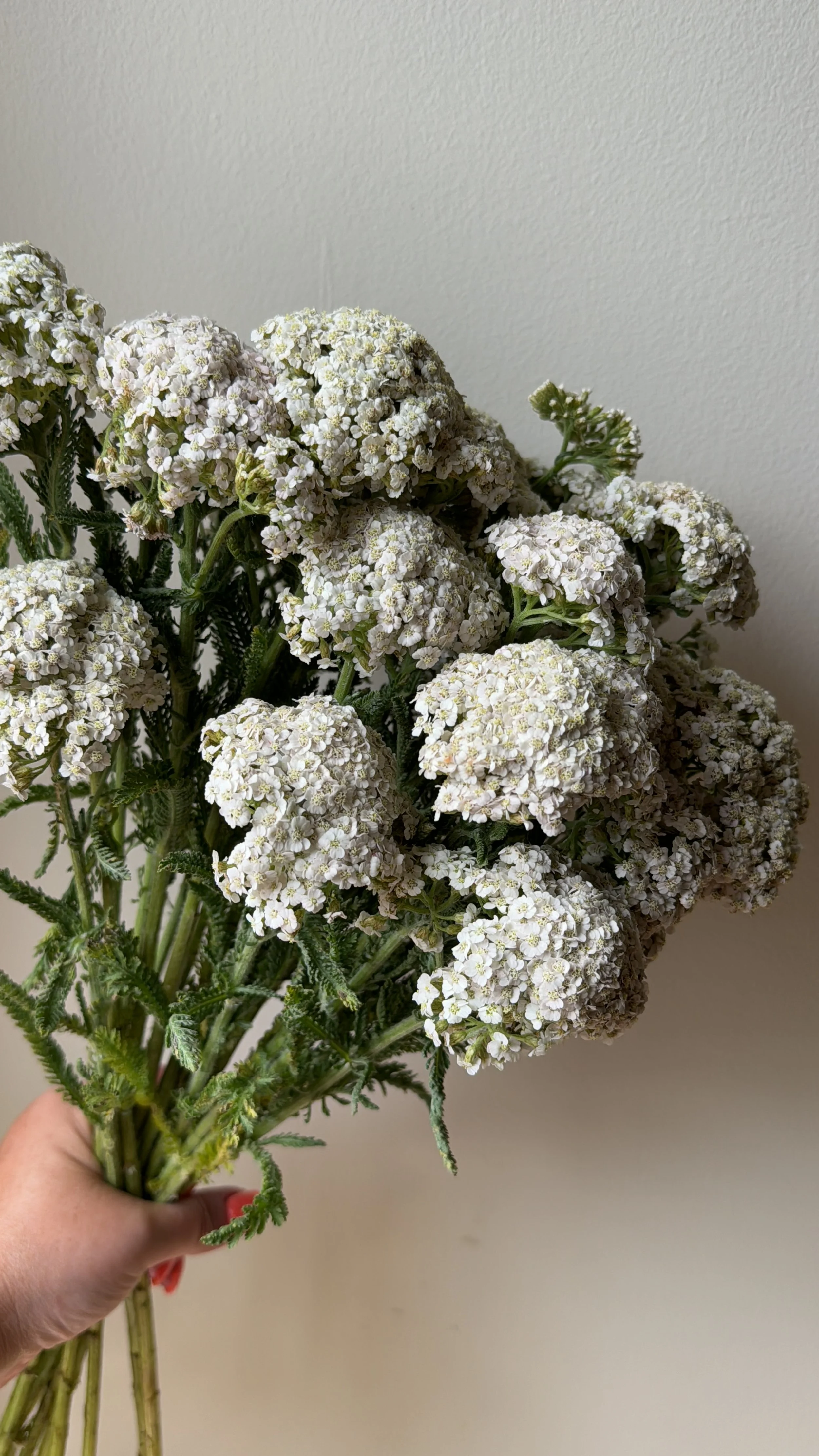 Yarrow - White