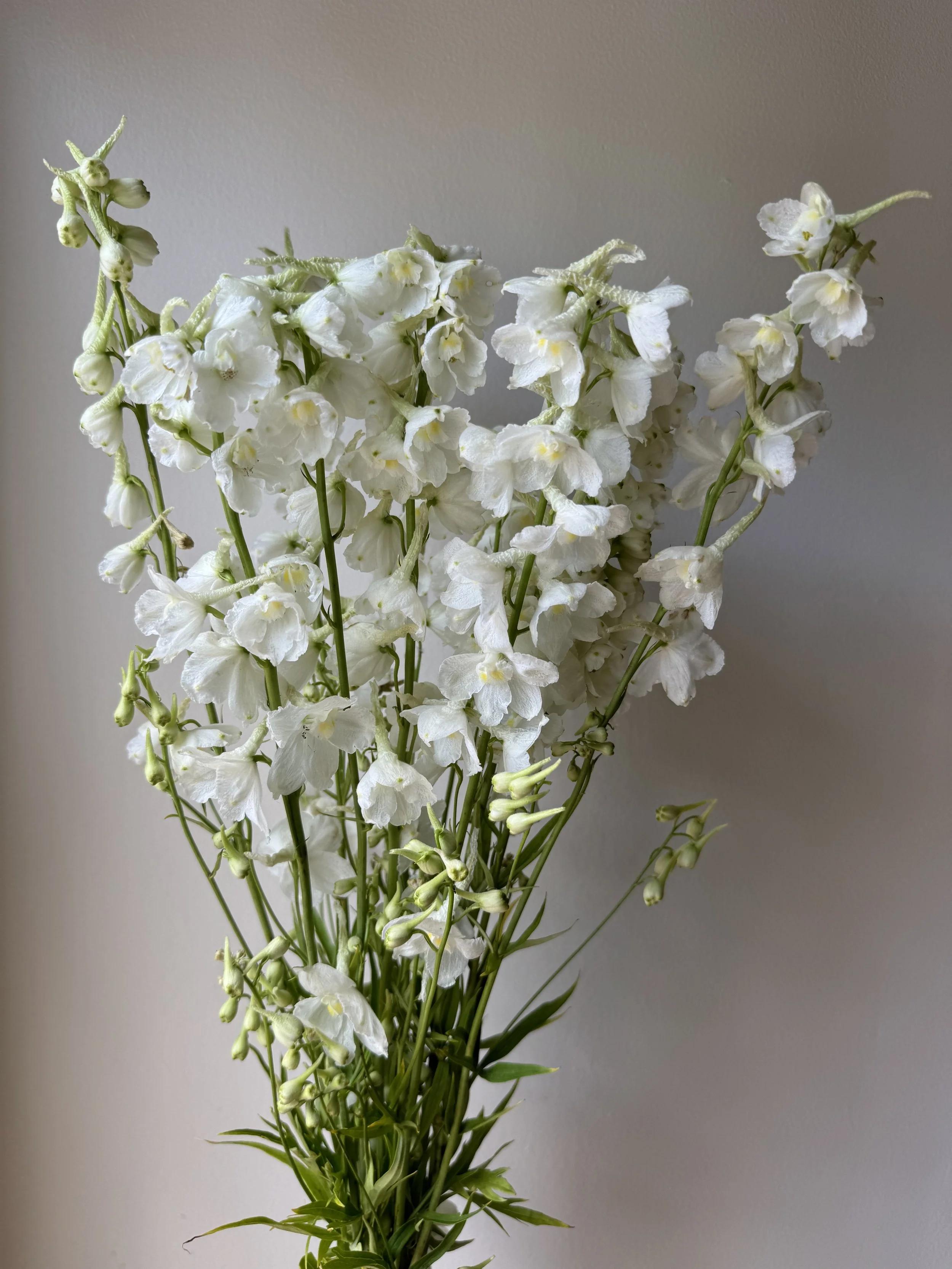 Delphinium - White