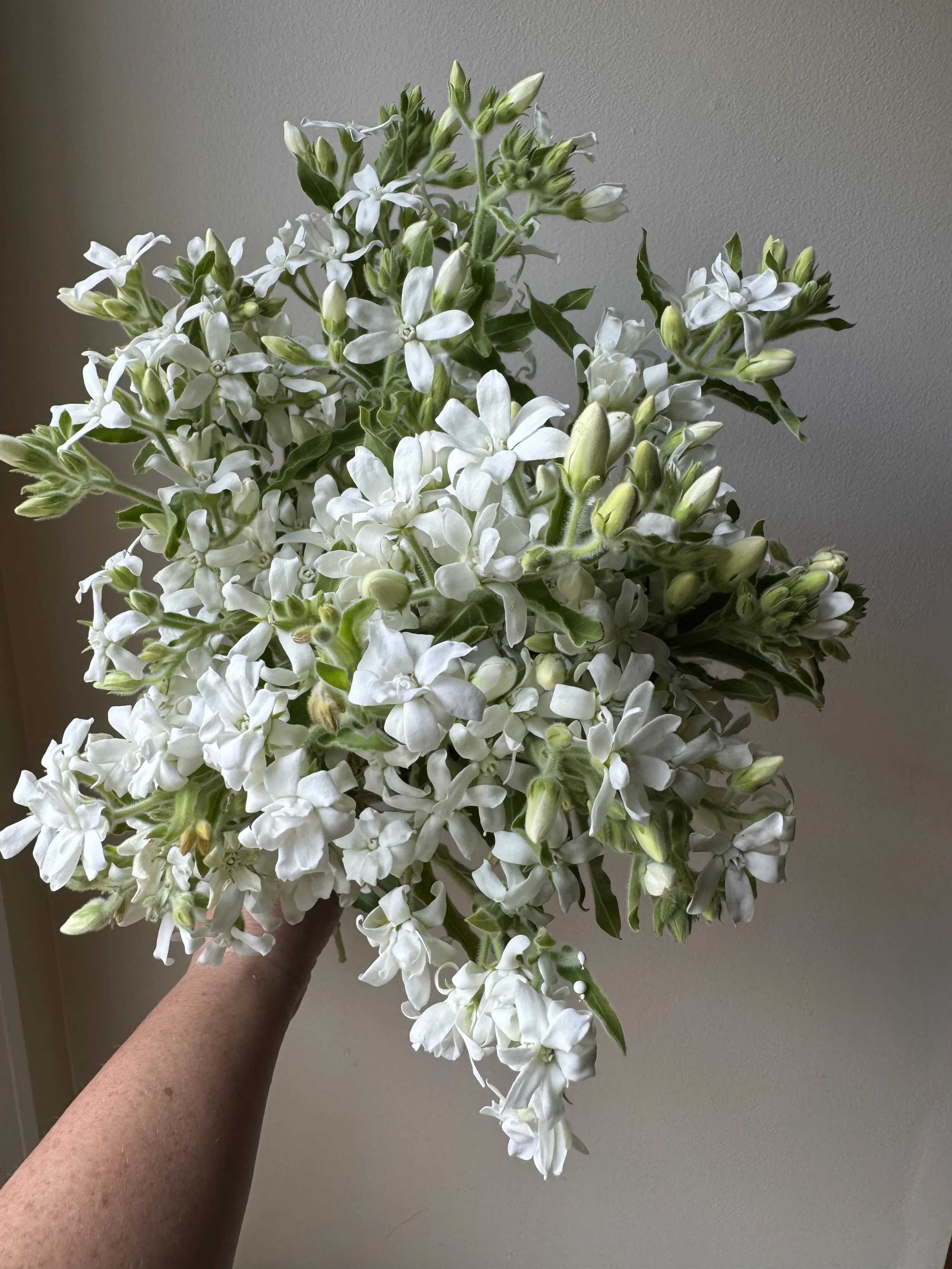 white tweedia_0569.JPG