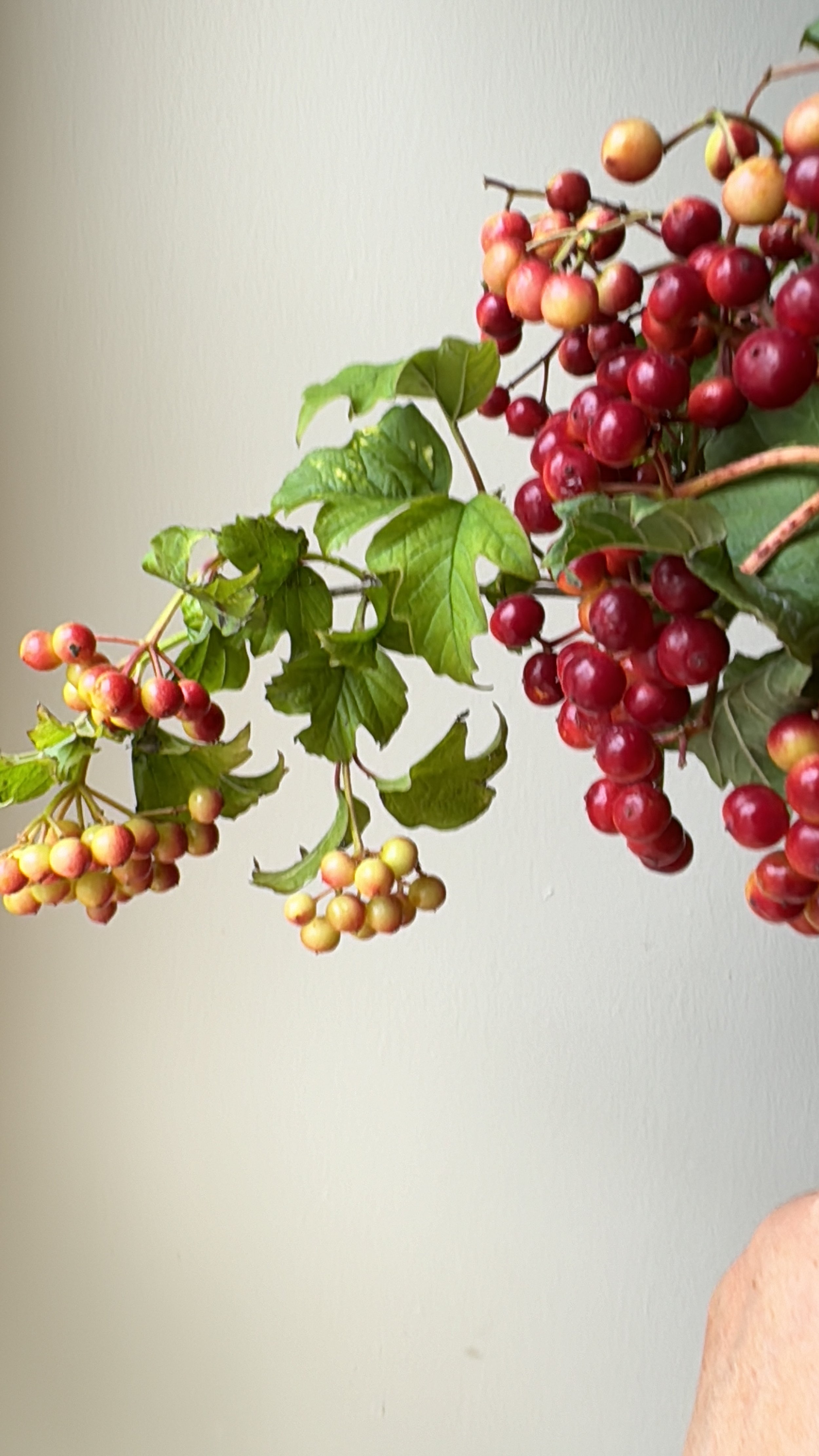 red viburnum berries_0315.JPG