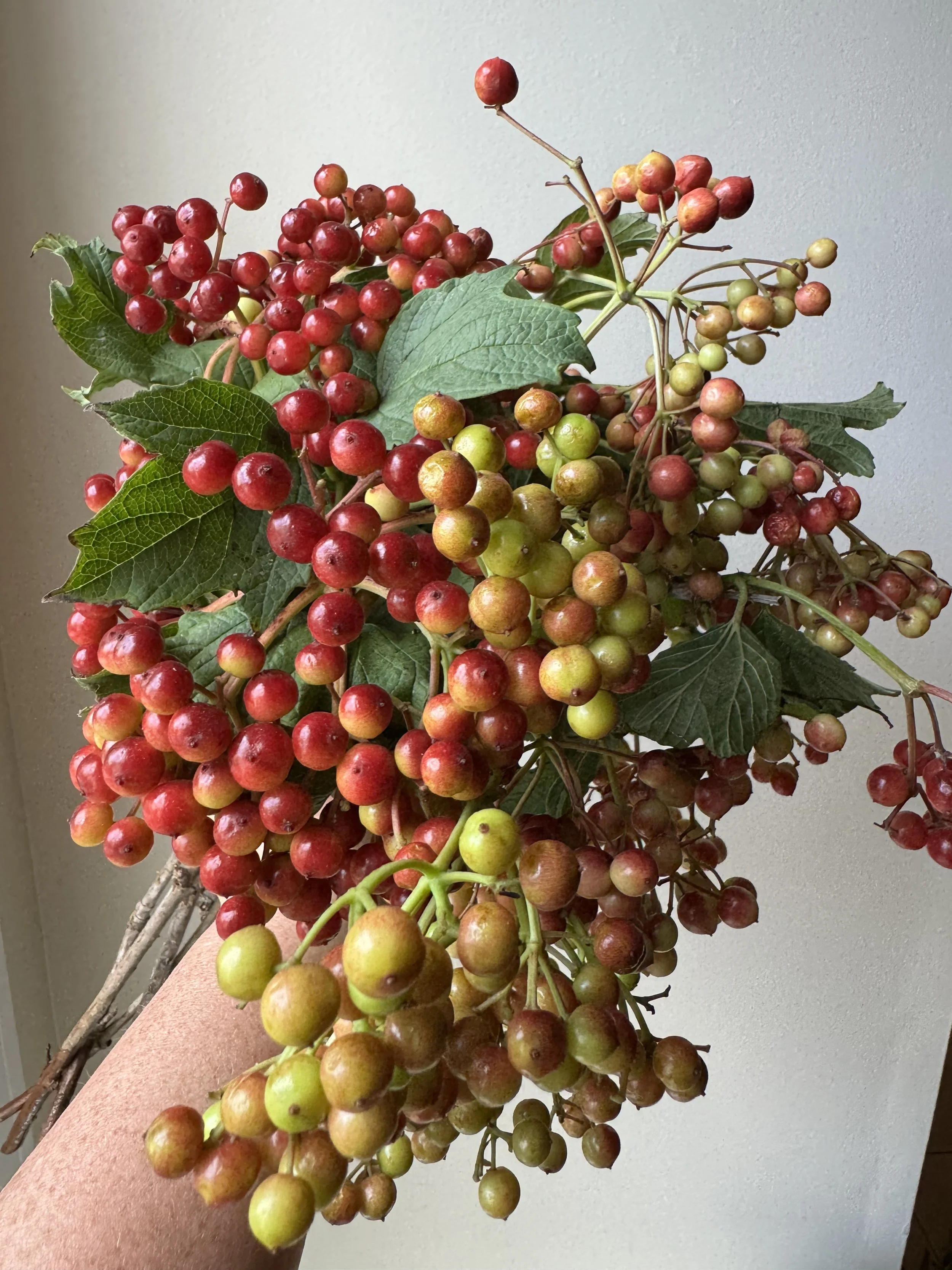 Berries - Red Viburnum