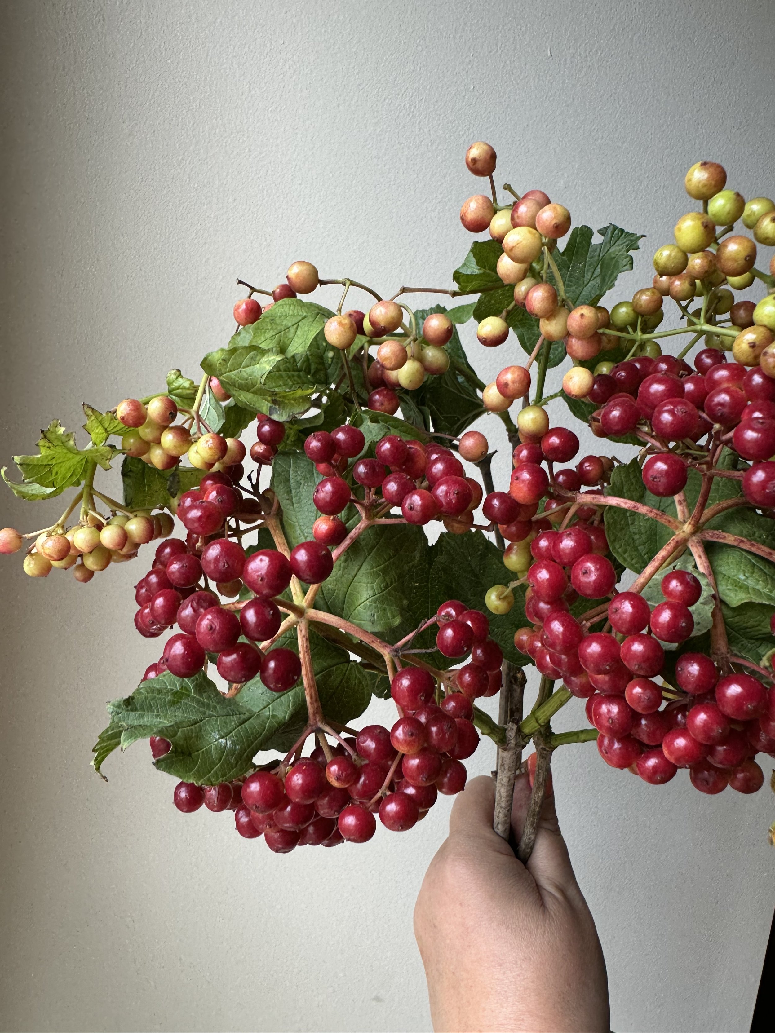 red viburnum berries_0320.JPG