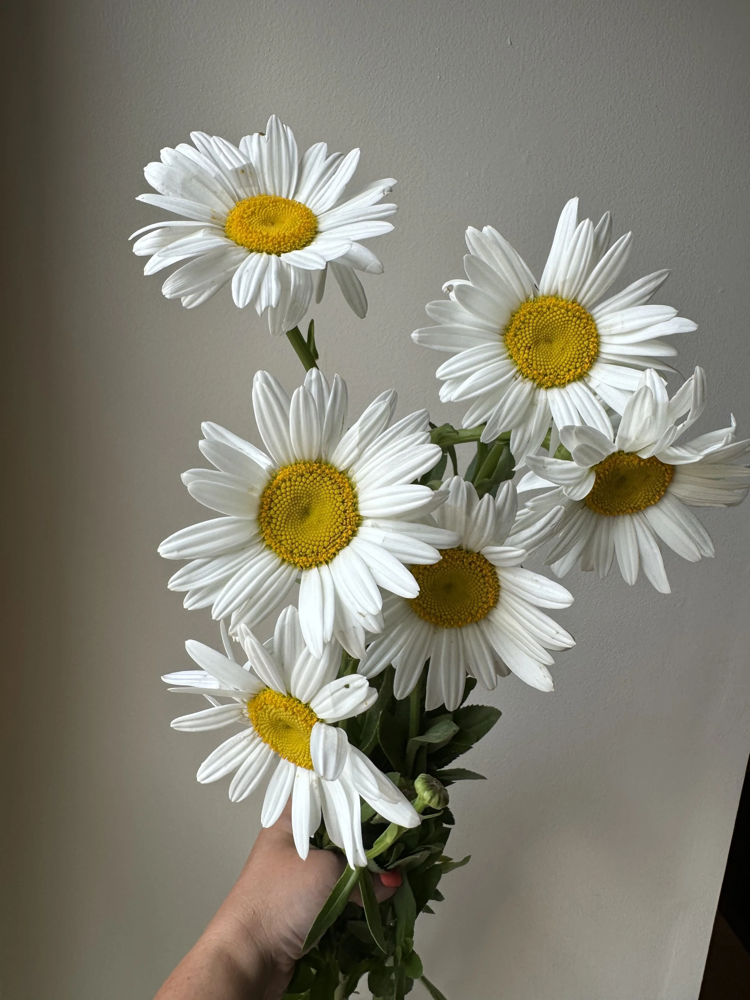Daisy Shasta