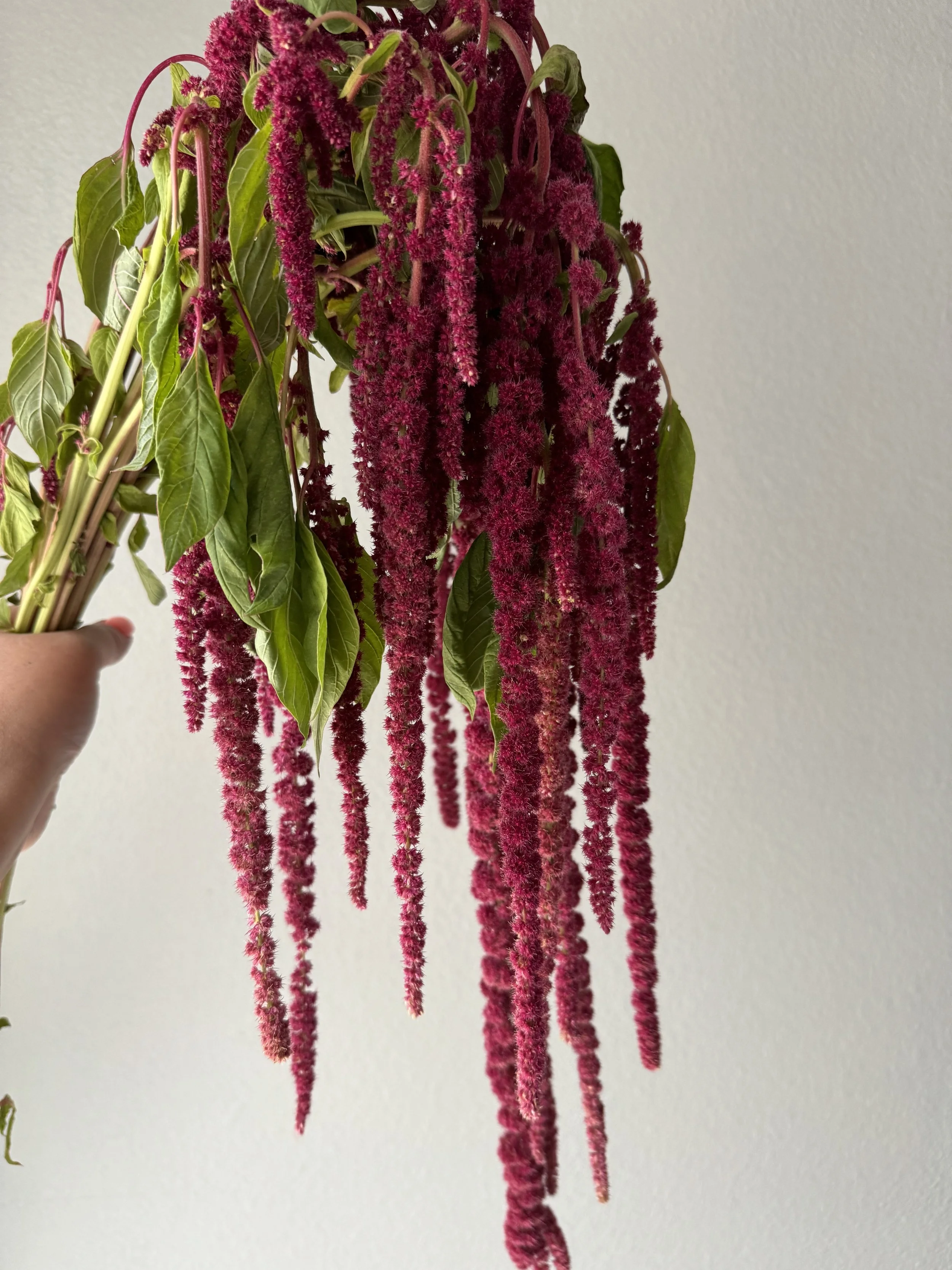 red hanging amaranthus_9069.JPG