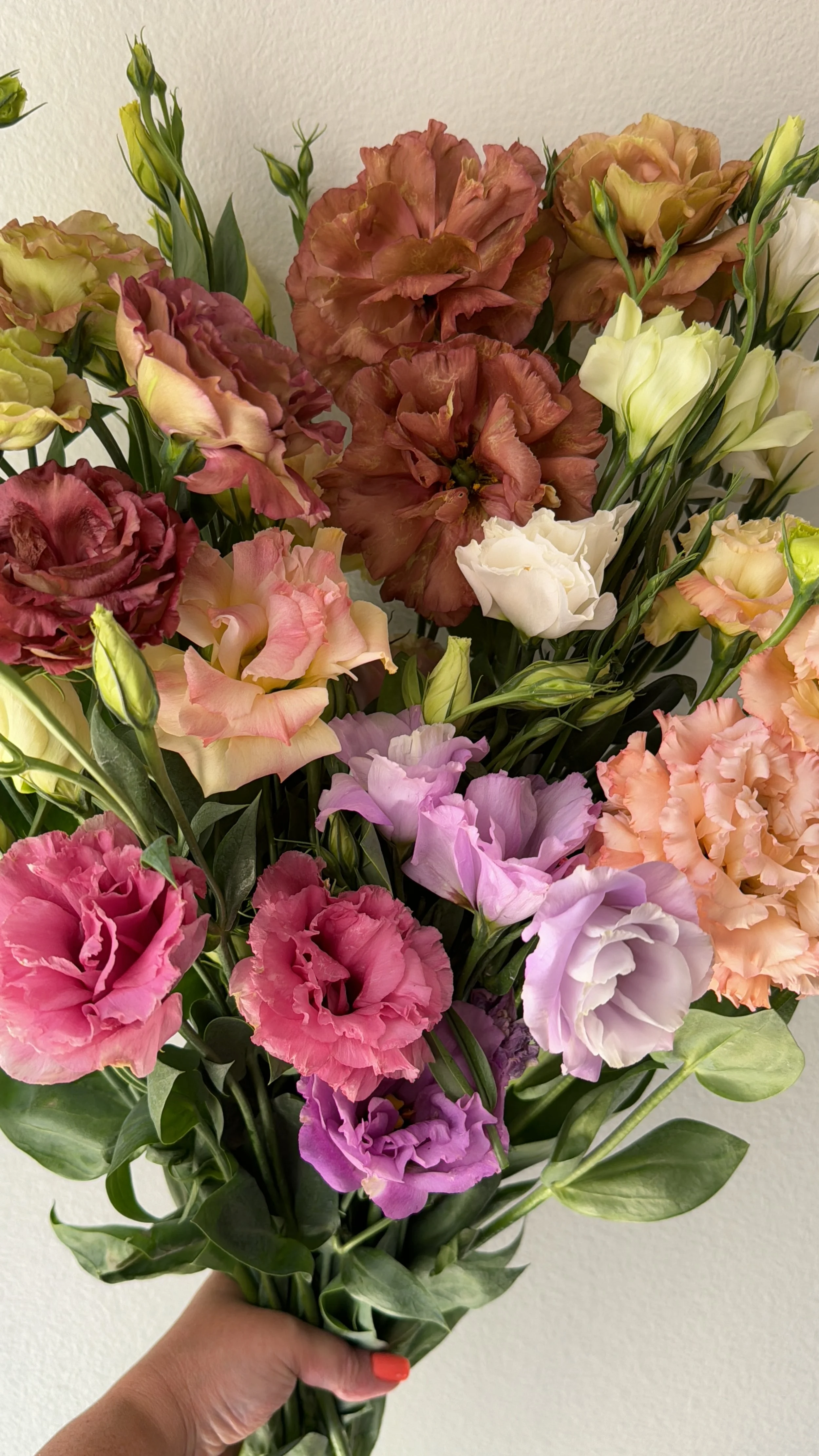 lisianthus_9163.JPG