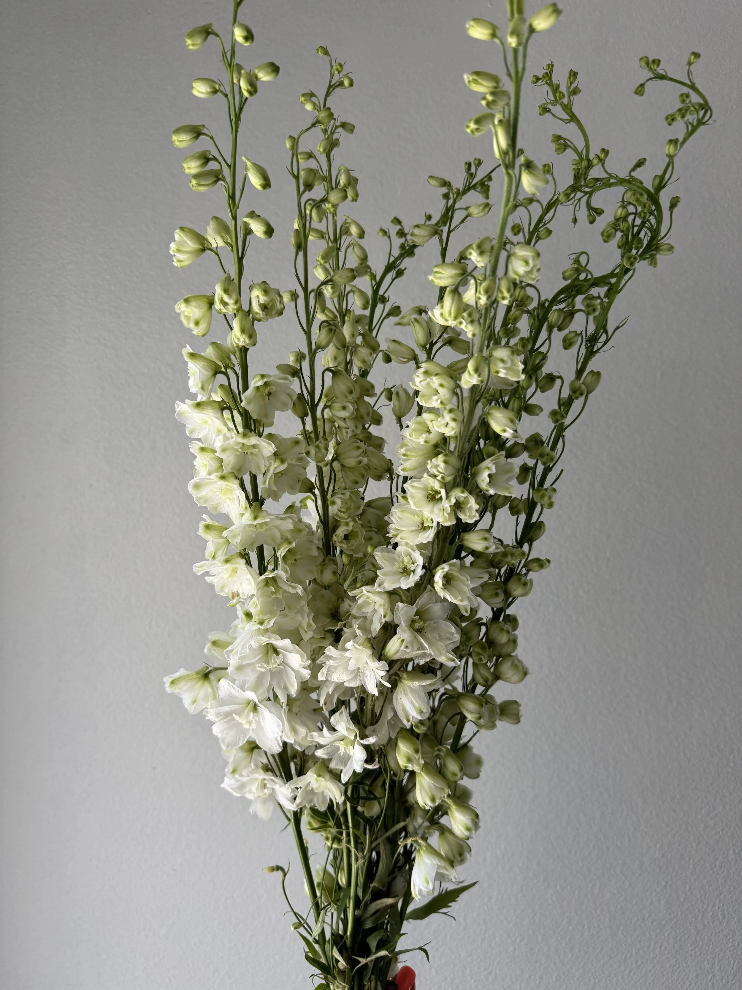 hybrid delphinium_9028.JPG