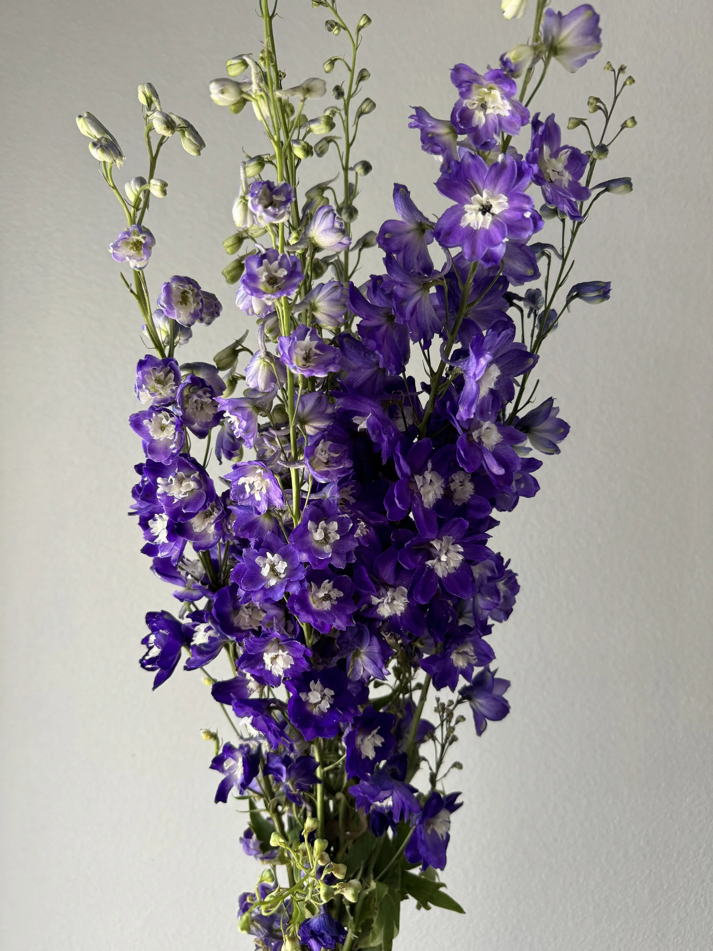 hybrid delphinium_9036.JPG