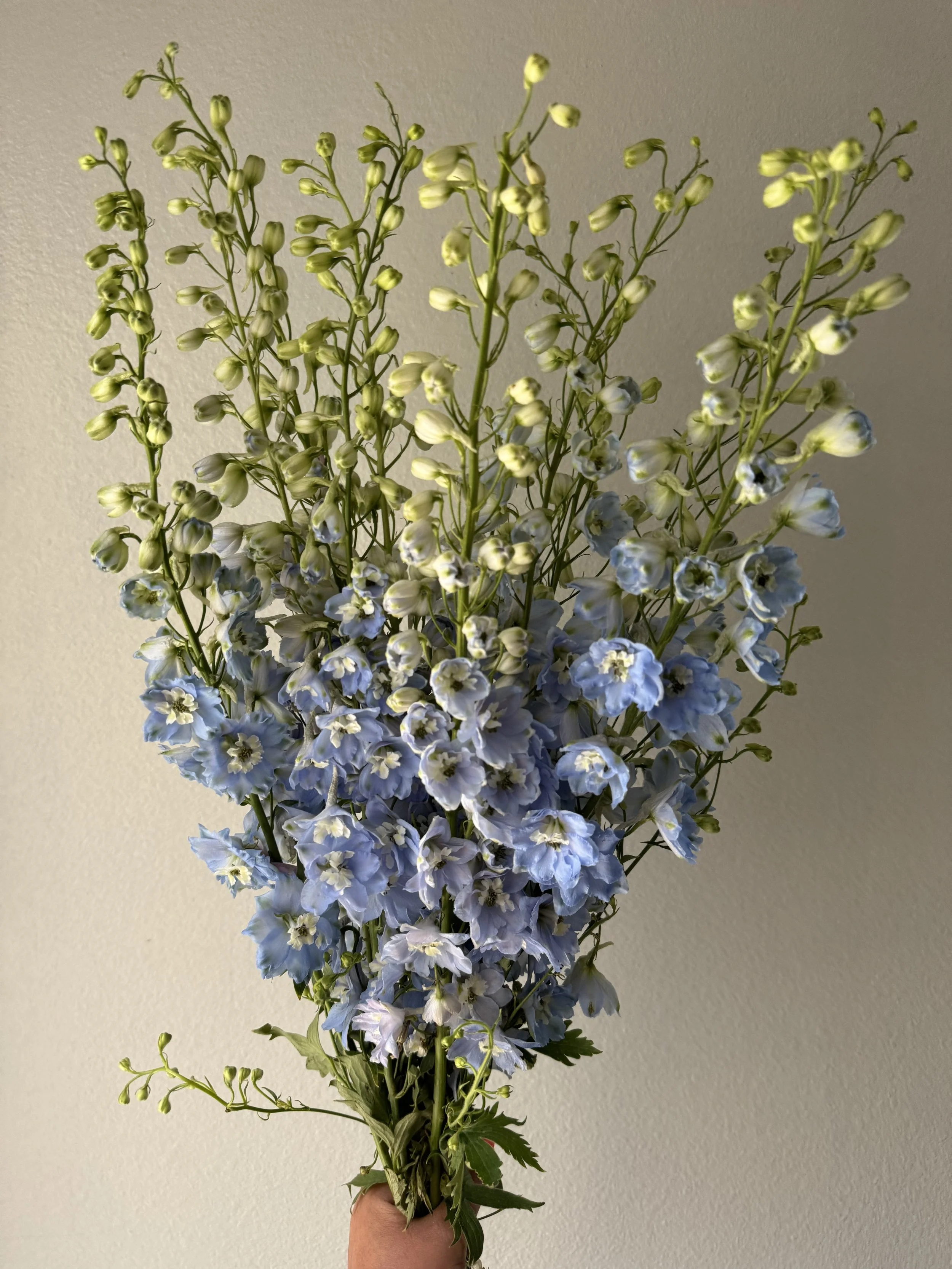 hybrid delphinium_9019.JPG