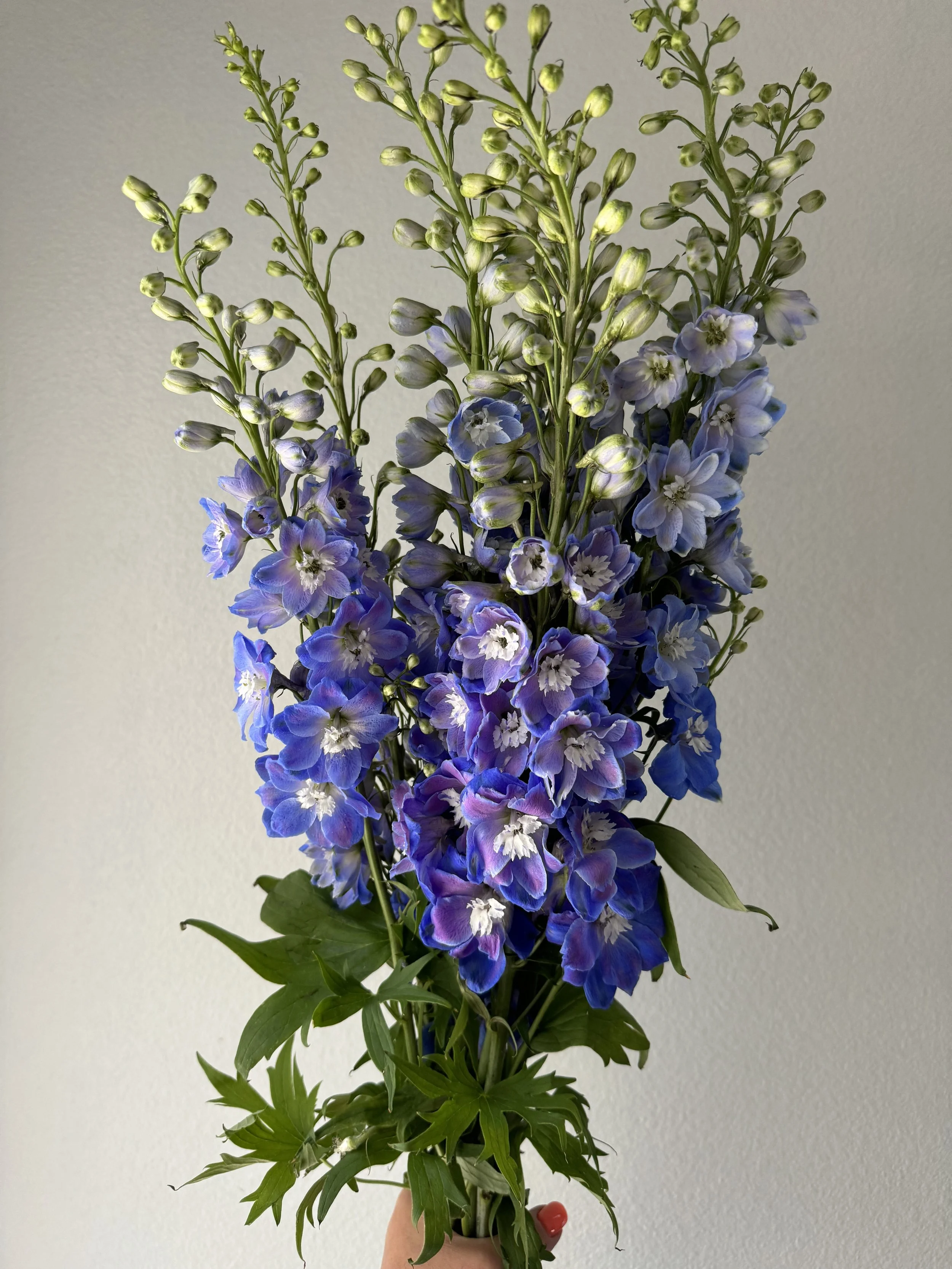 hybrid delphinium_9025.JPG