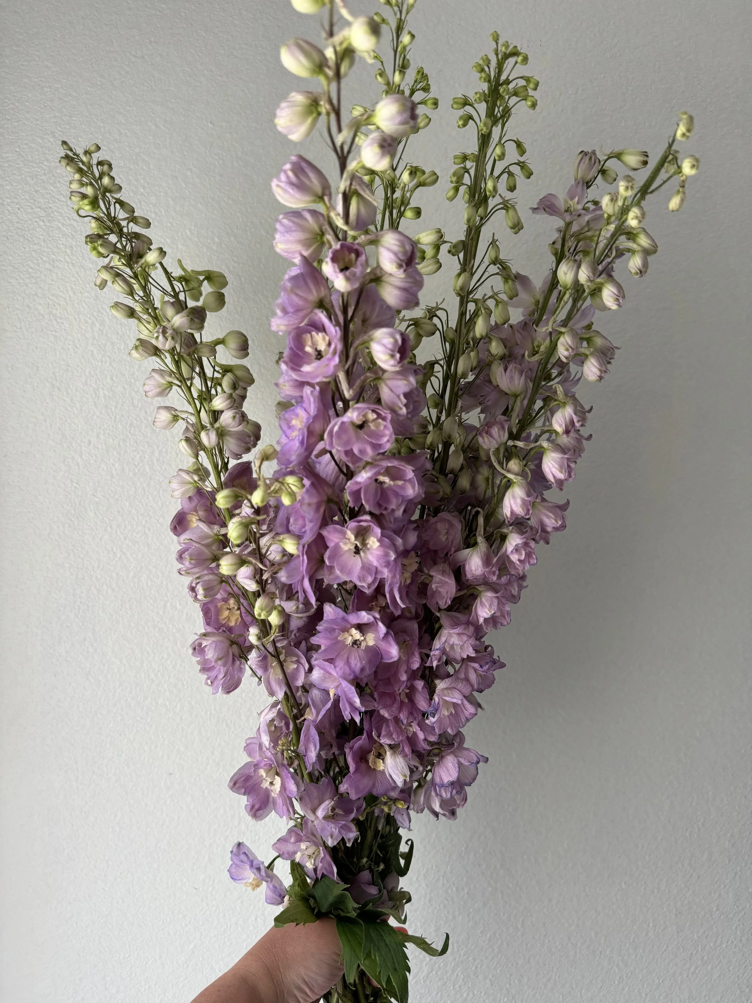 hybrid delphinium_9009.JPG