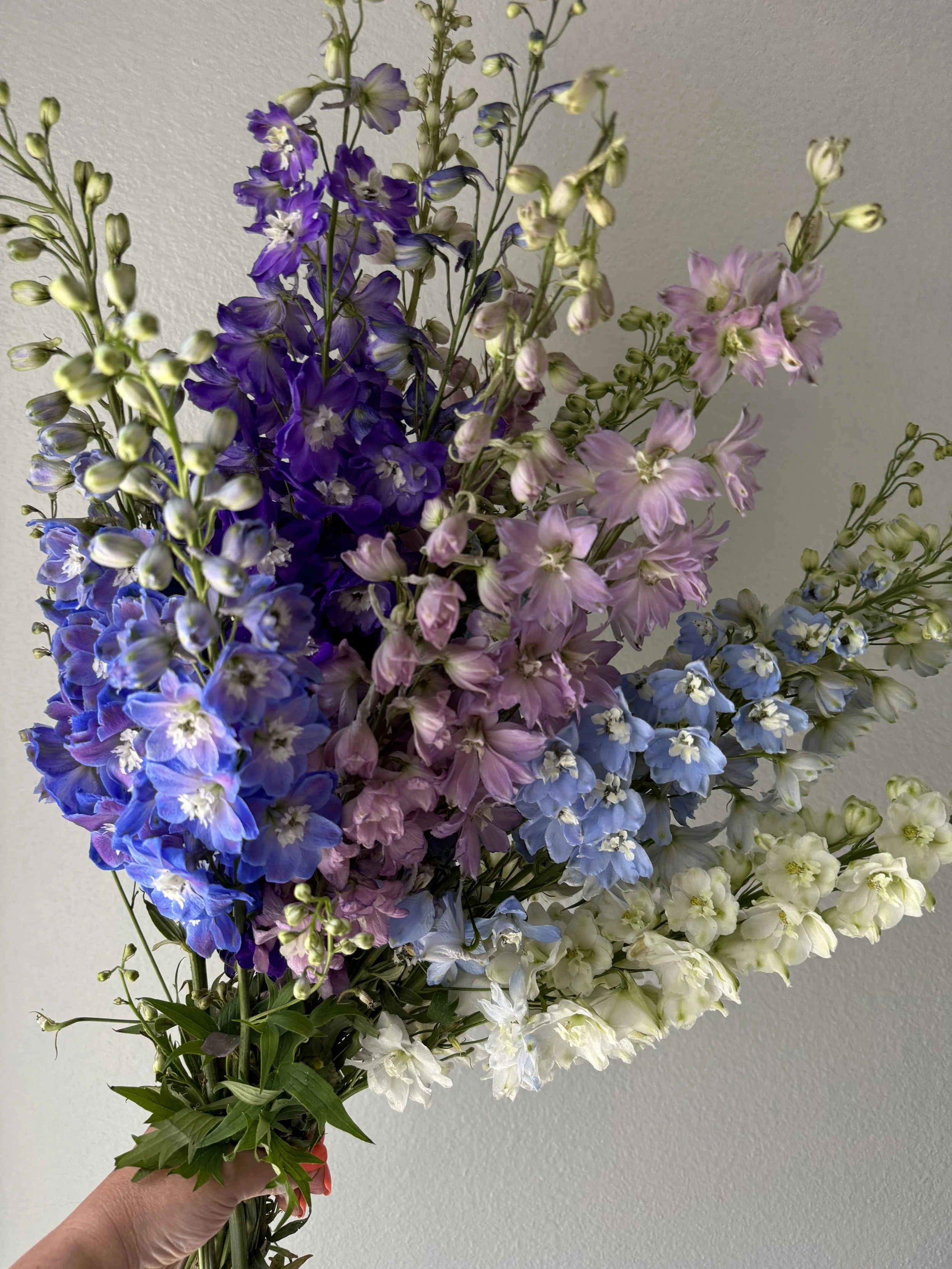 hybrid delphinium_9048.JPG