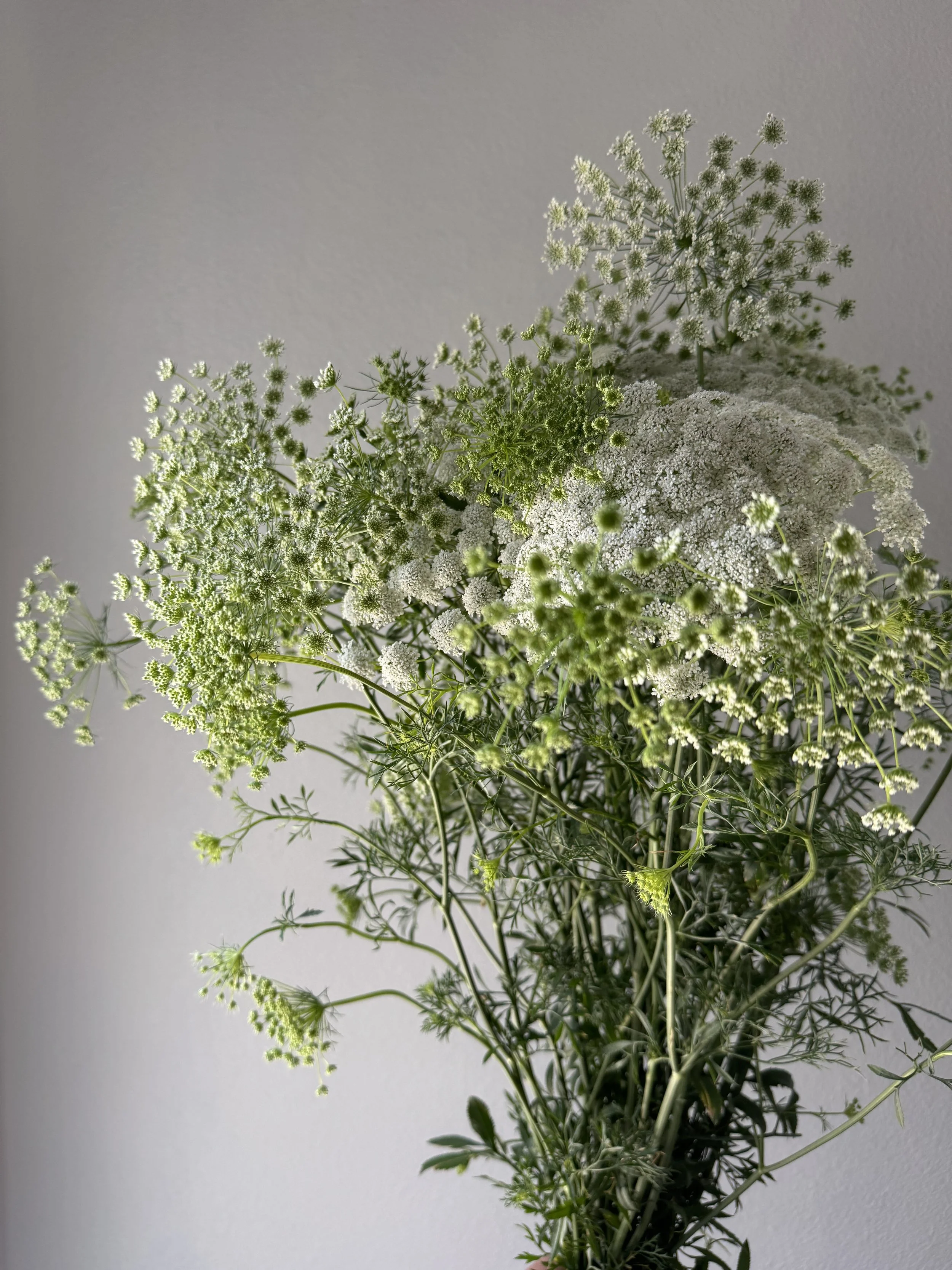 Queen Anne's Lace