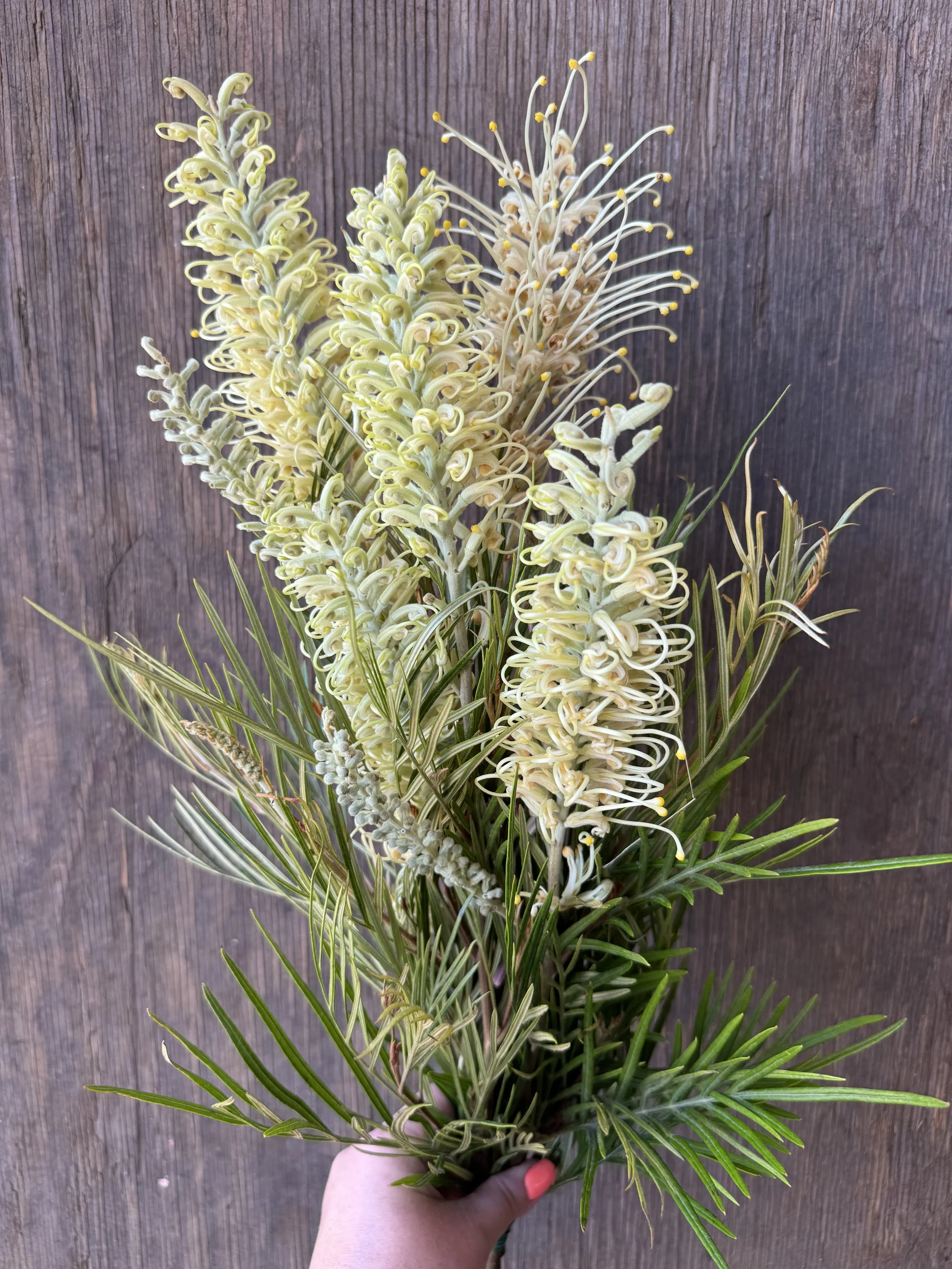 grevillea flowers_9834.JPG