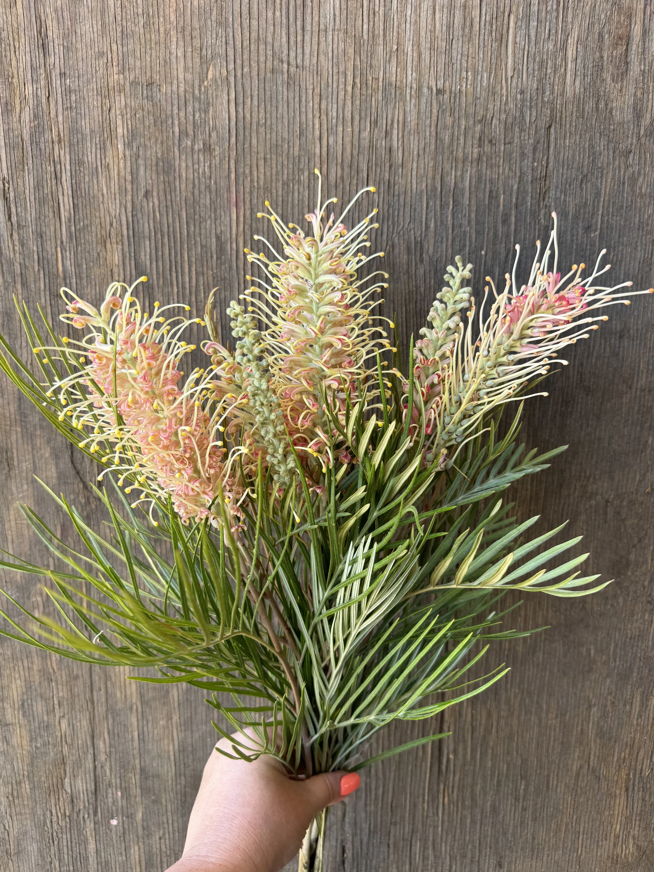 grevillea flowers_9830.JPG