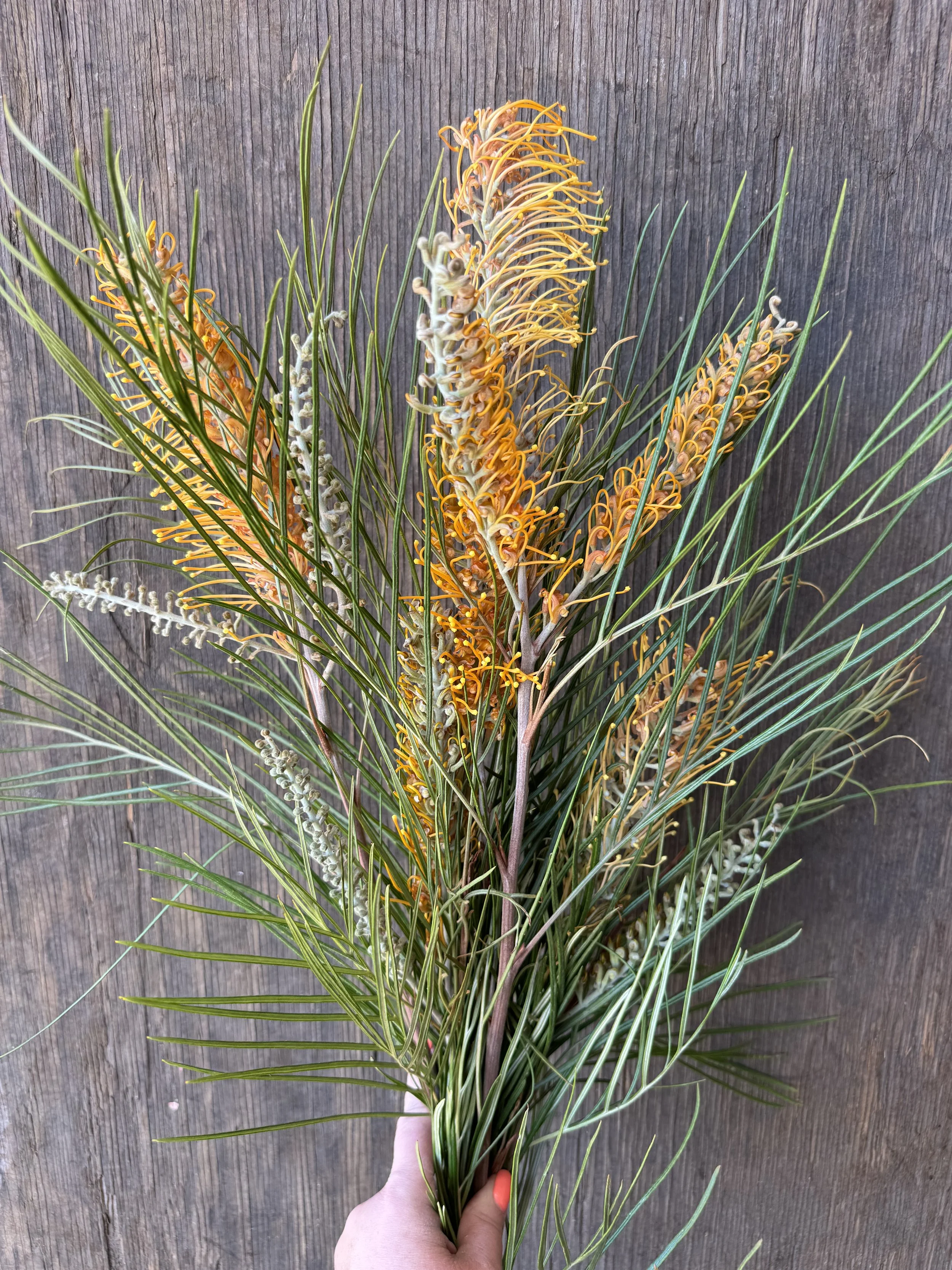 grevillea flowers_9833.JPG