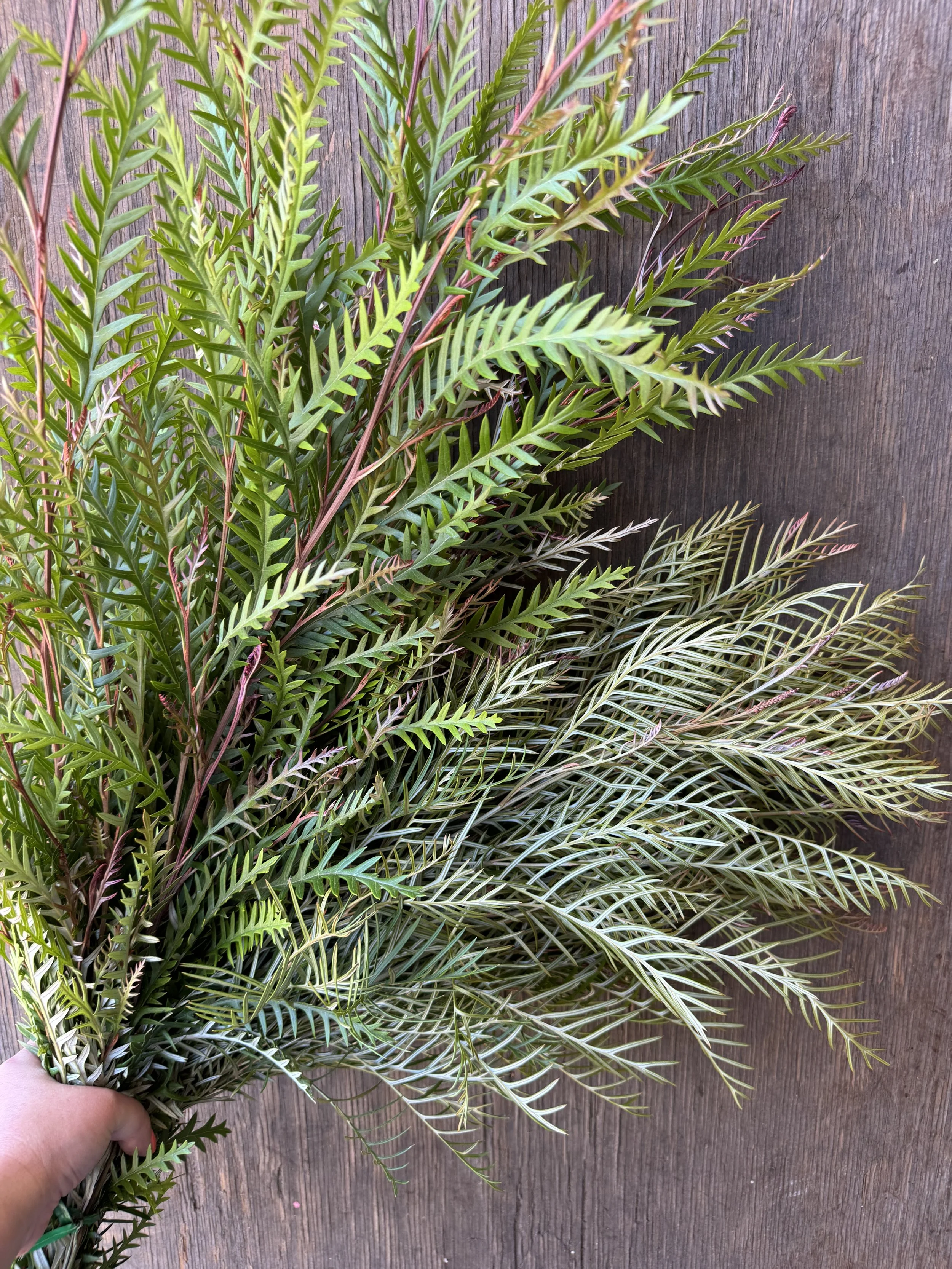 grevillea_9825.JPG