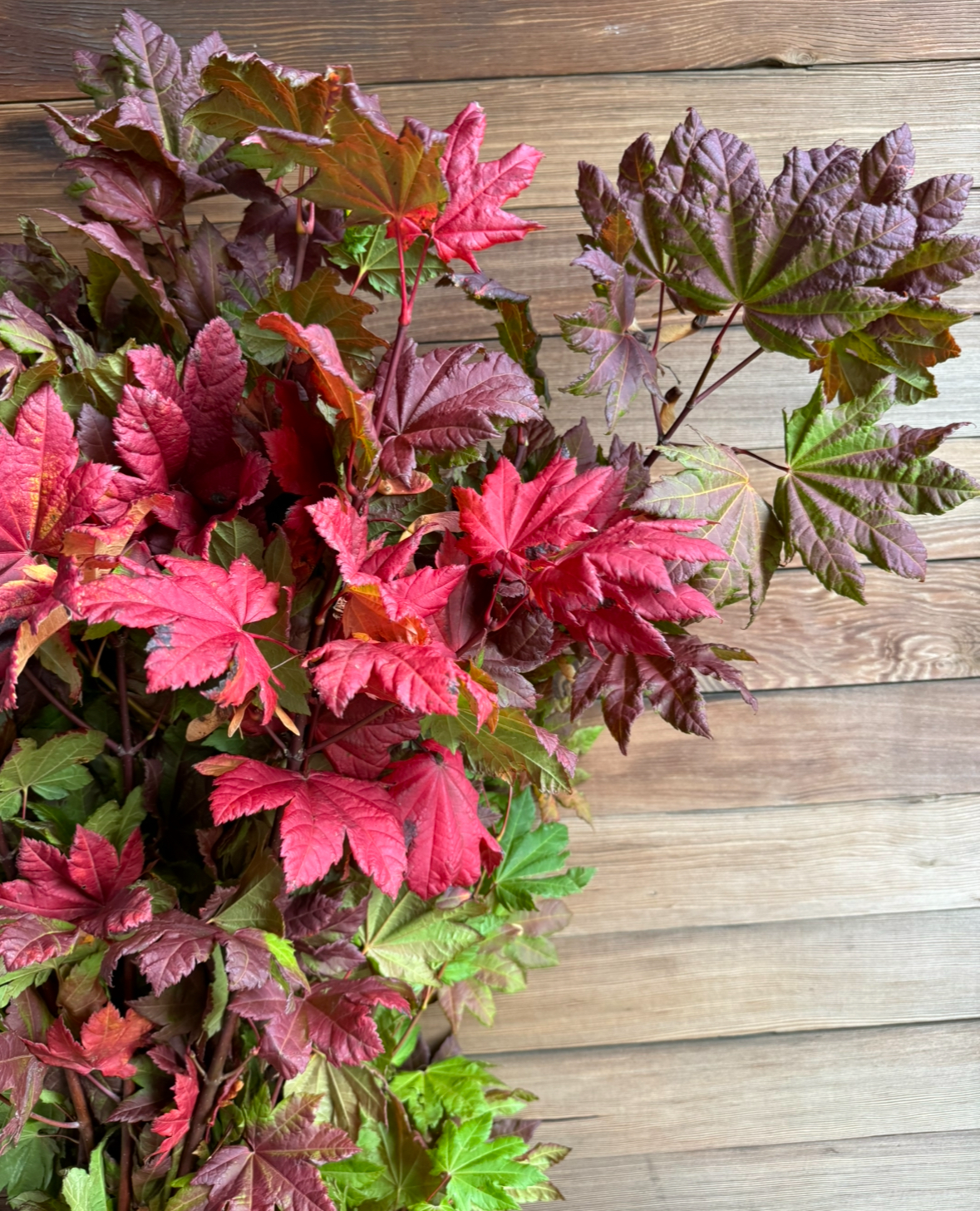 Vine Maple