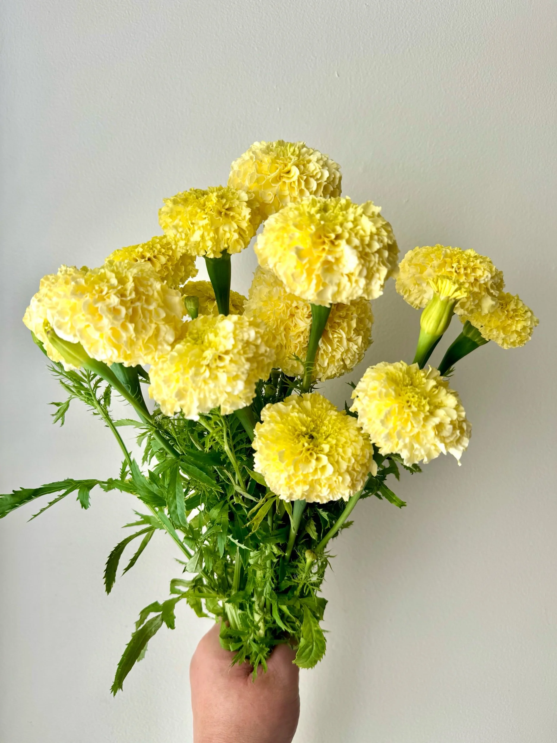 Marigolds: California Grown - Orange & Yellow
