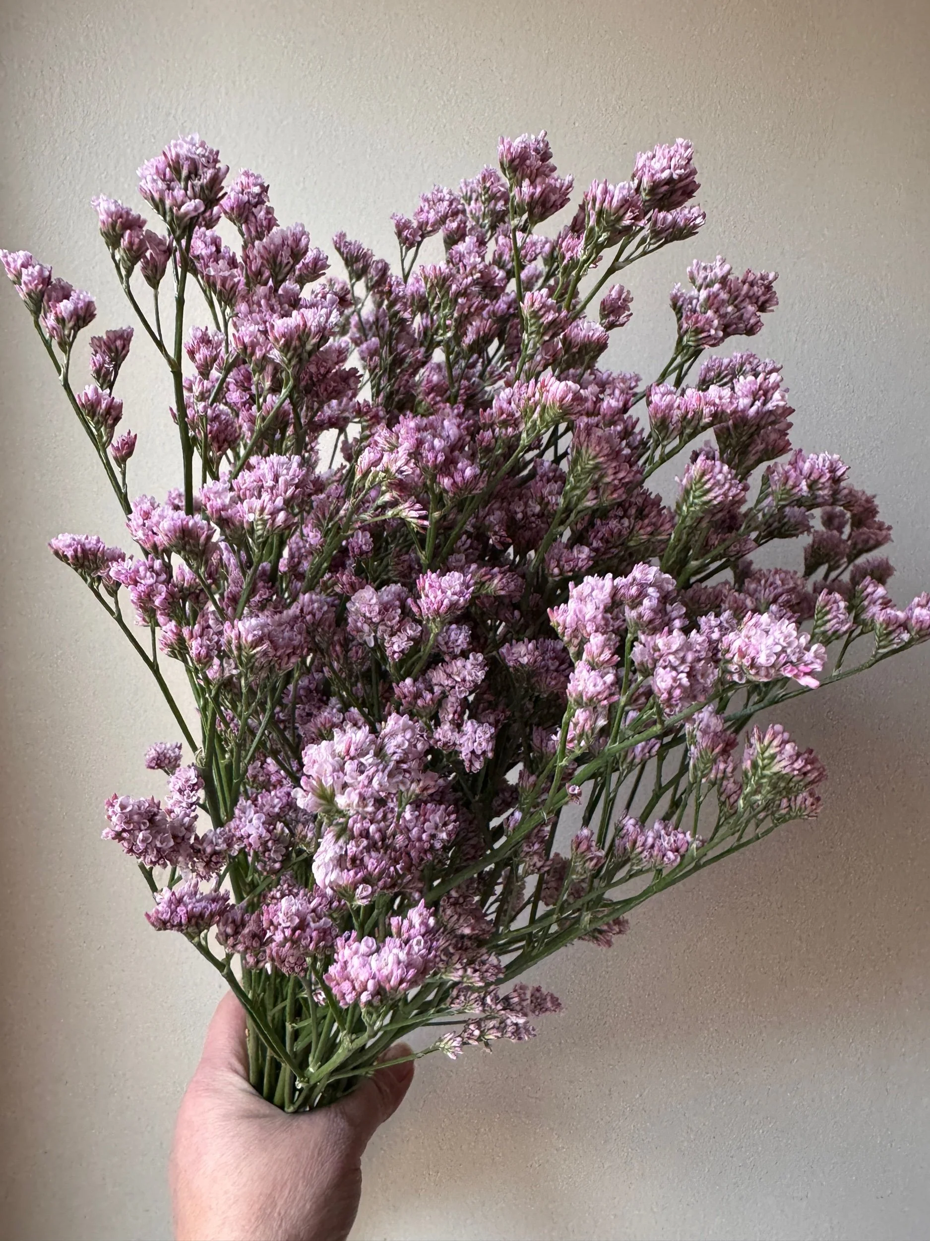 Limonium - Silvery Pink