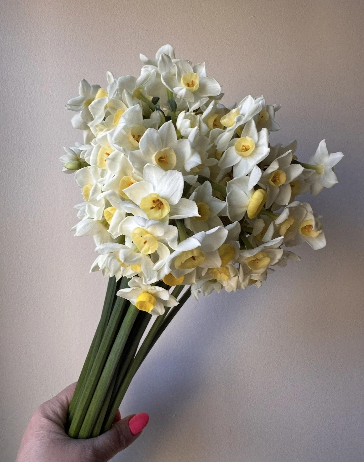 Narcissus Cheerfulness