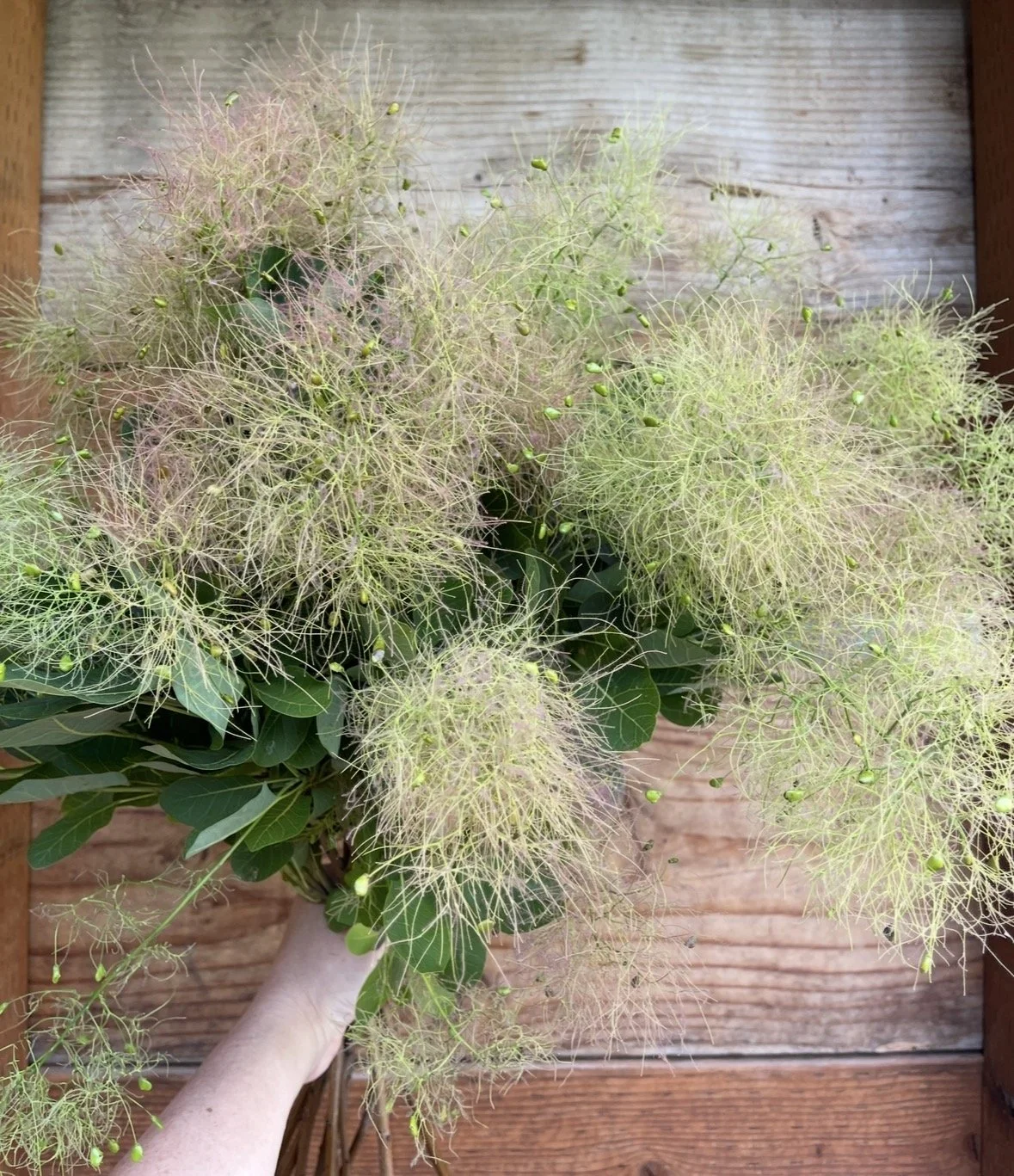 Cotinus Flowering Green