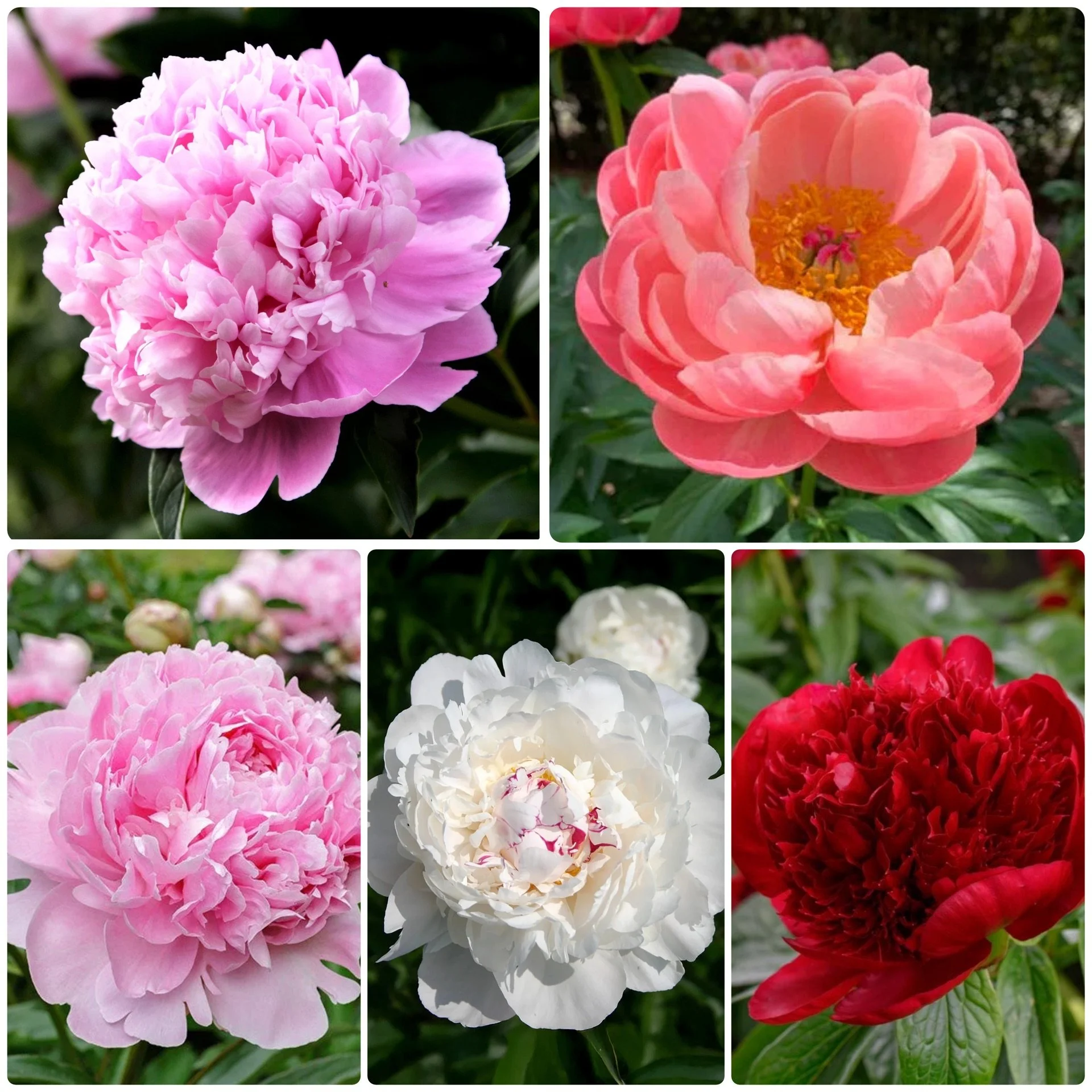 Peonies - Oregon Grown - 100 Stems