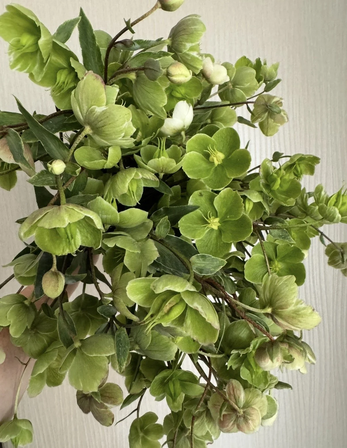 Hellebores - Green