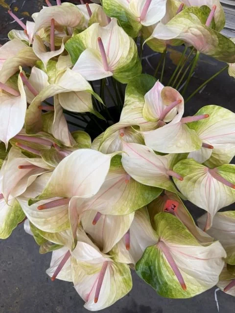 Anthurium - 30 stems