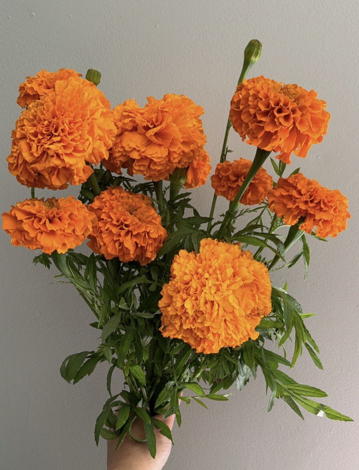 Marigolds