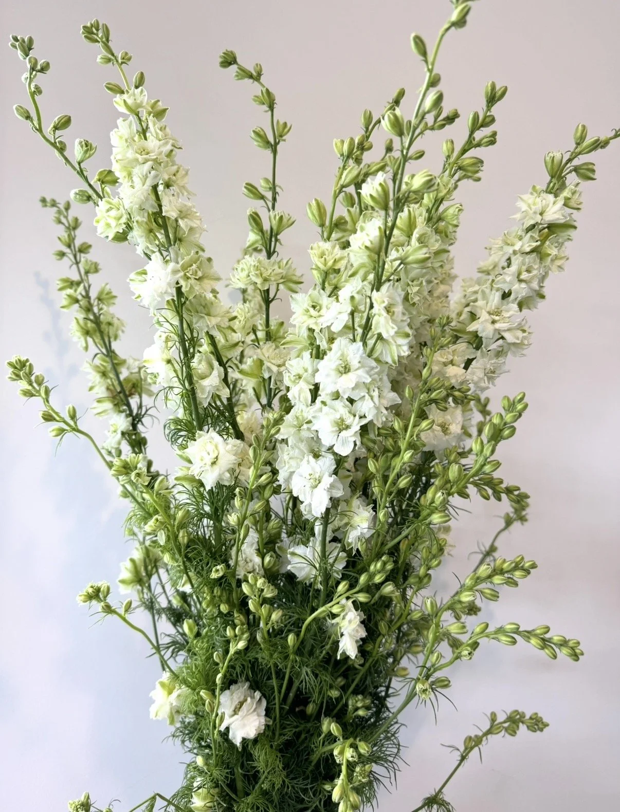 Larkspur