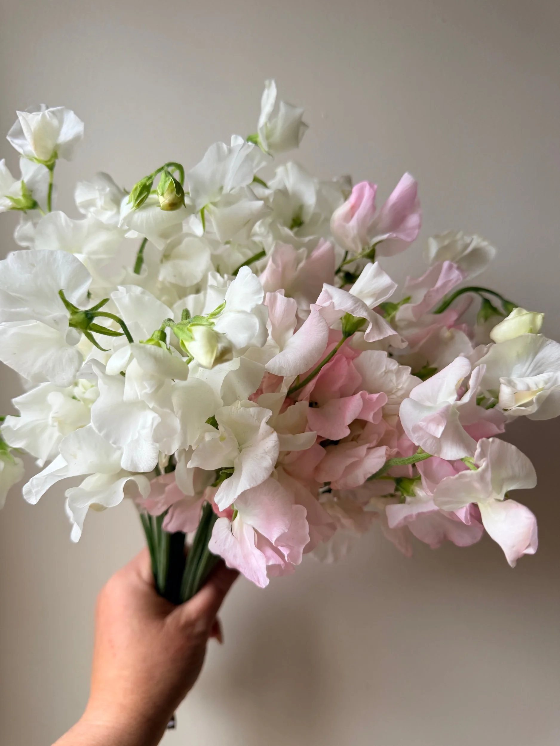 Sweet Peas - Japanese variety