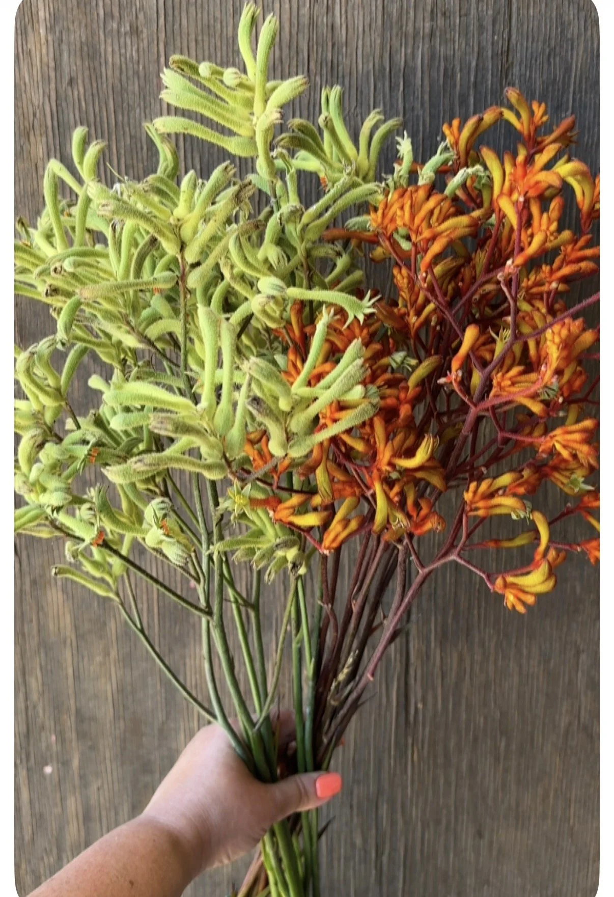 Kangaroo Paws