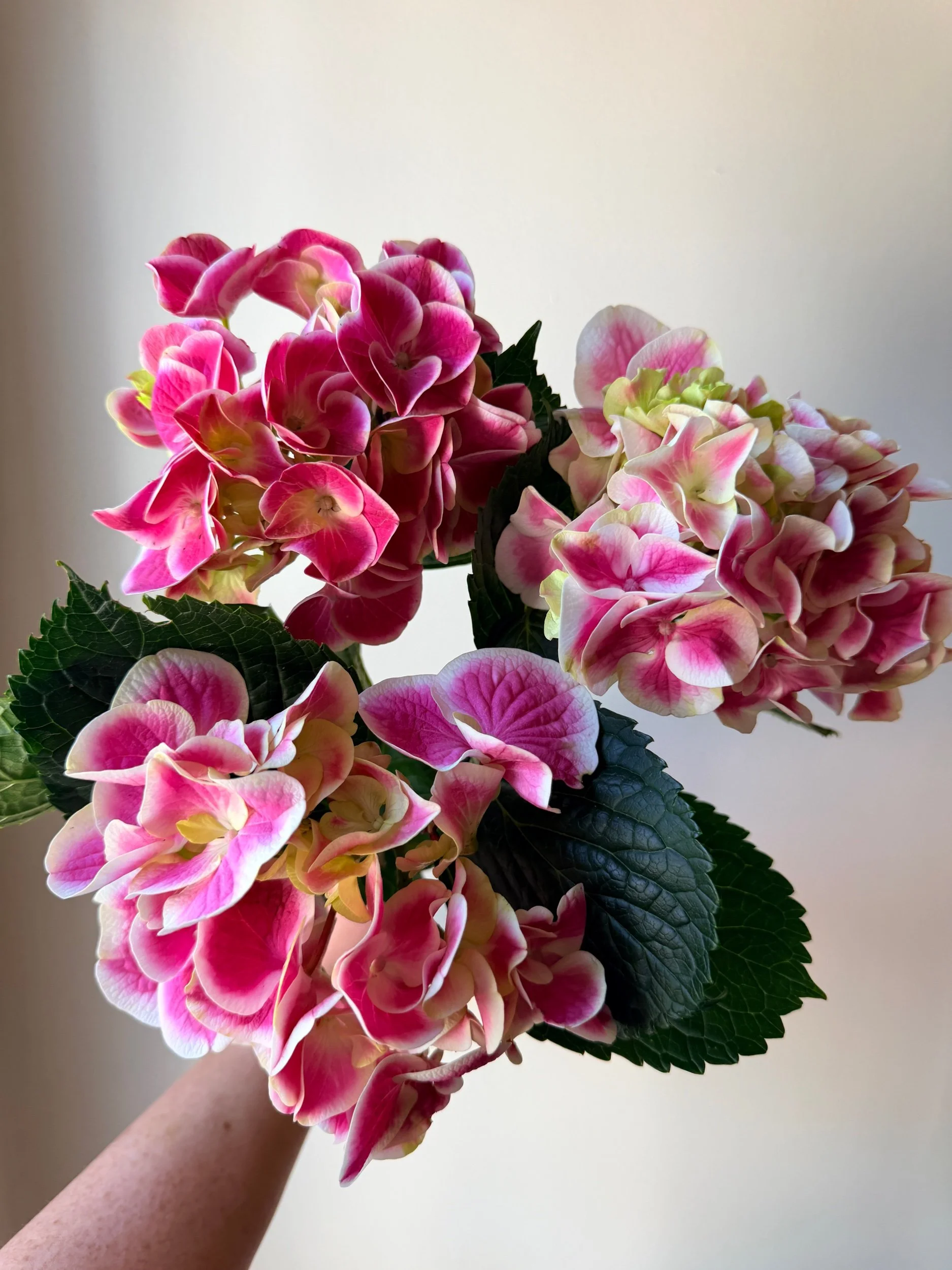 Hydrangea - Hybrid