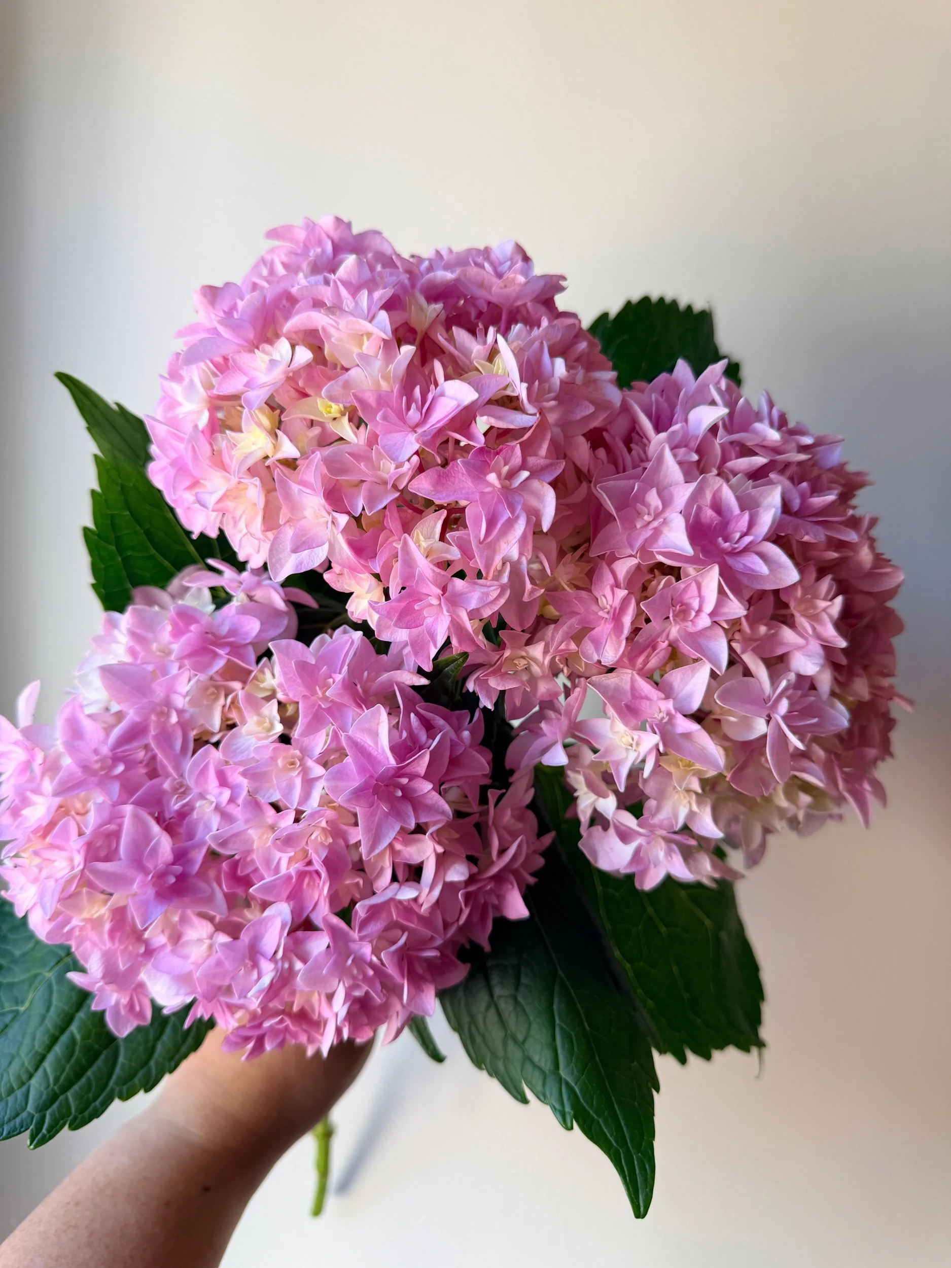 8E814760-ABFC-446E-9957-1B41E7782AC4.jpeg