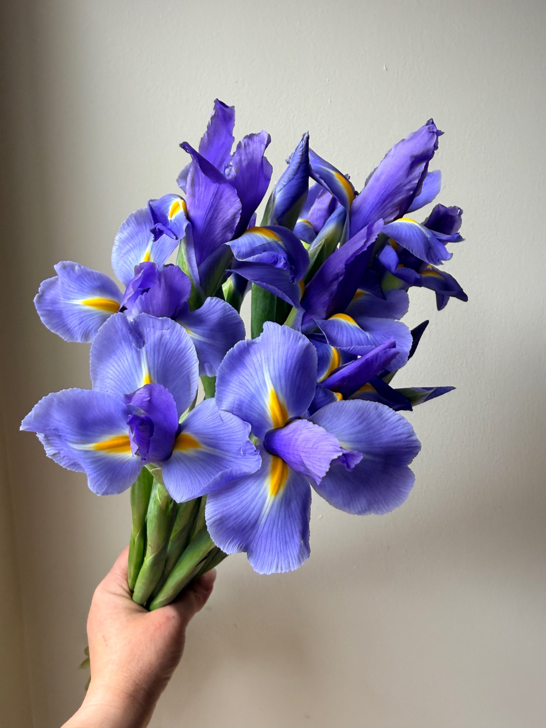 Iris Dark Blue Telstar - 12 bunches