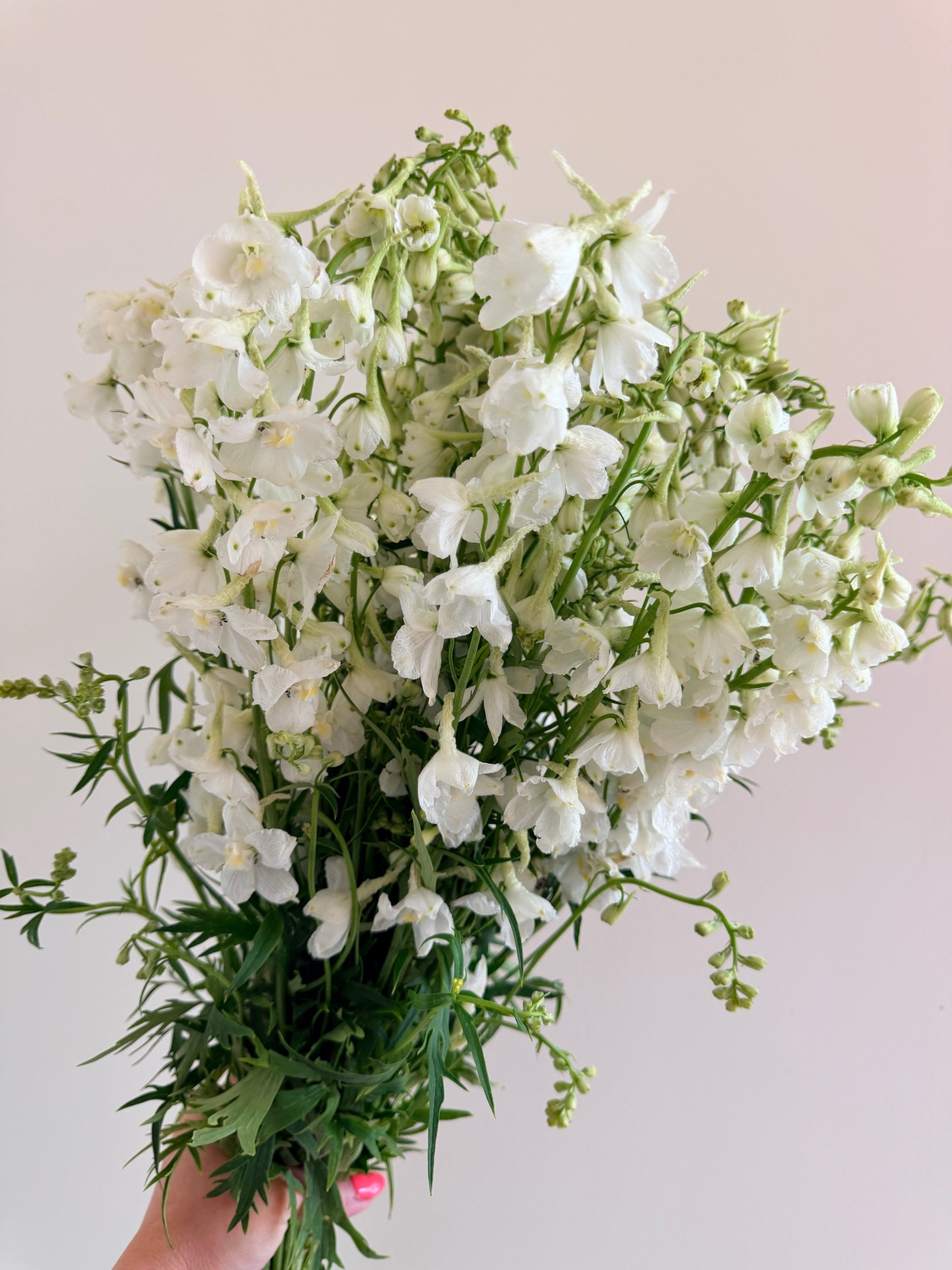 Delphinium - White