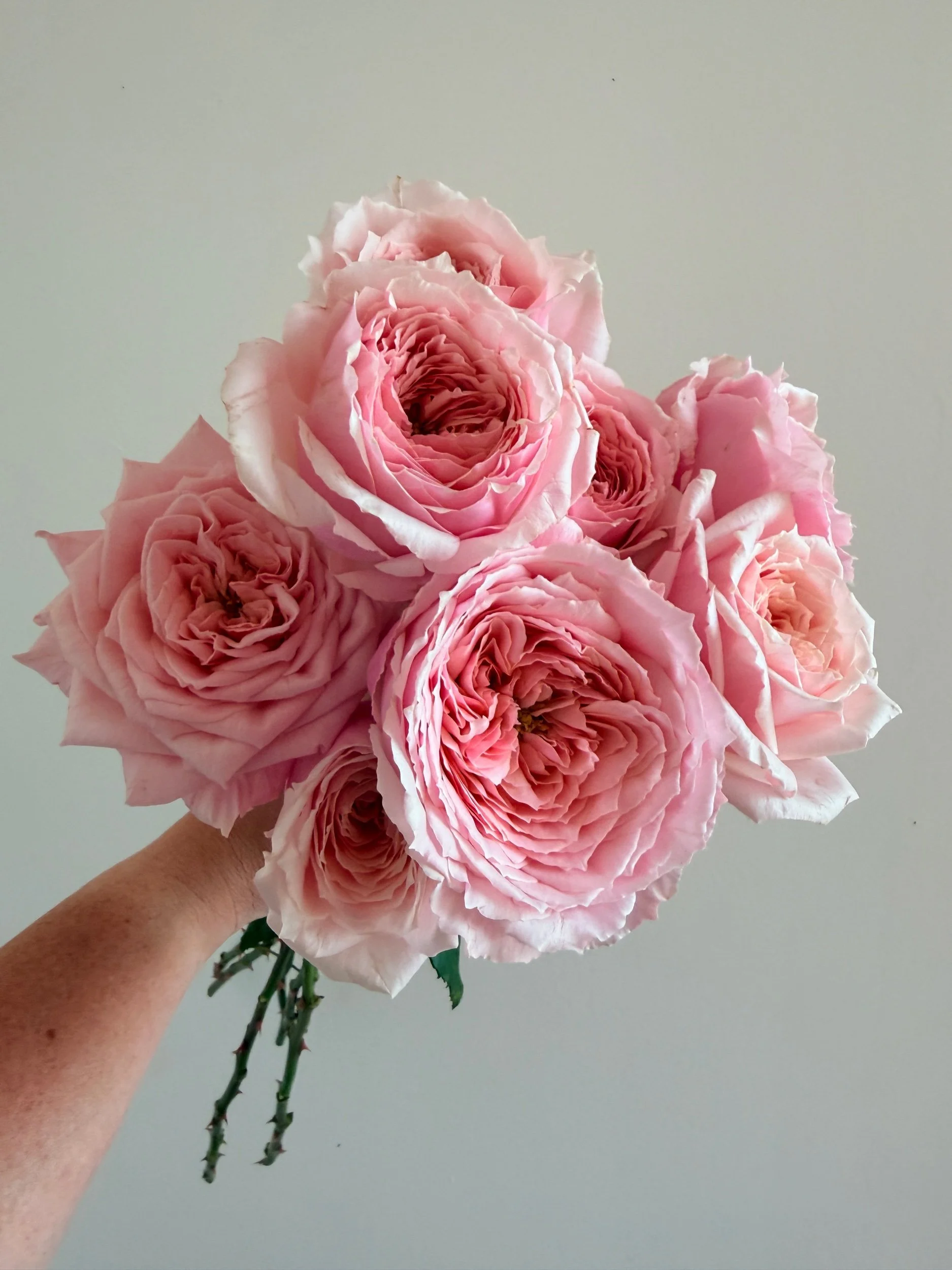 Rose: Garden Roses