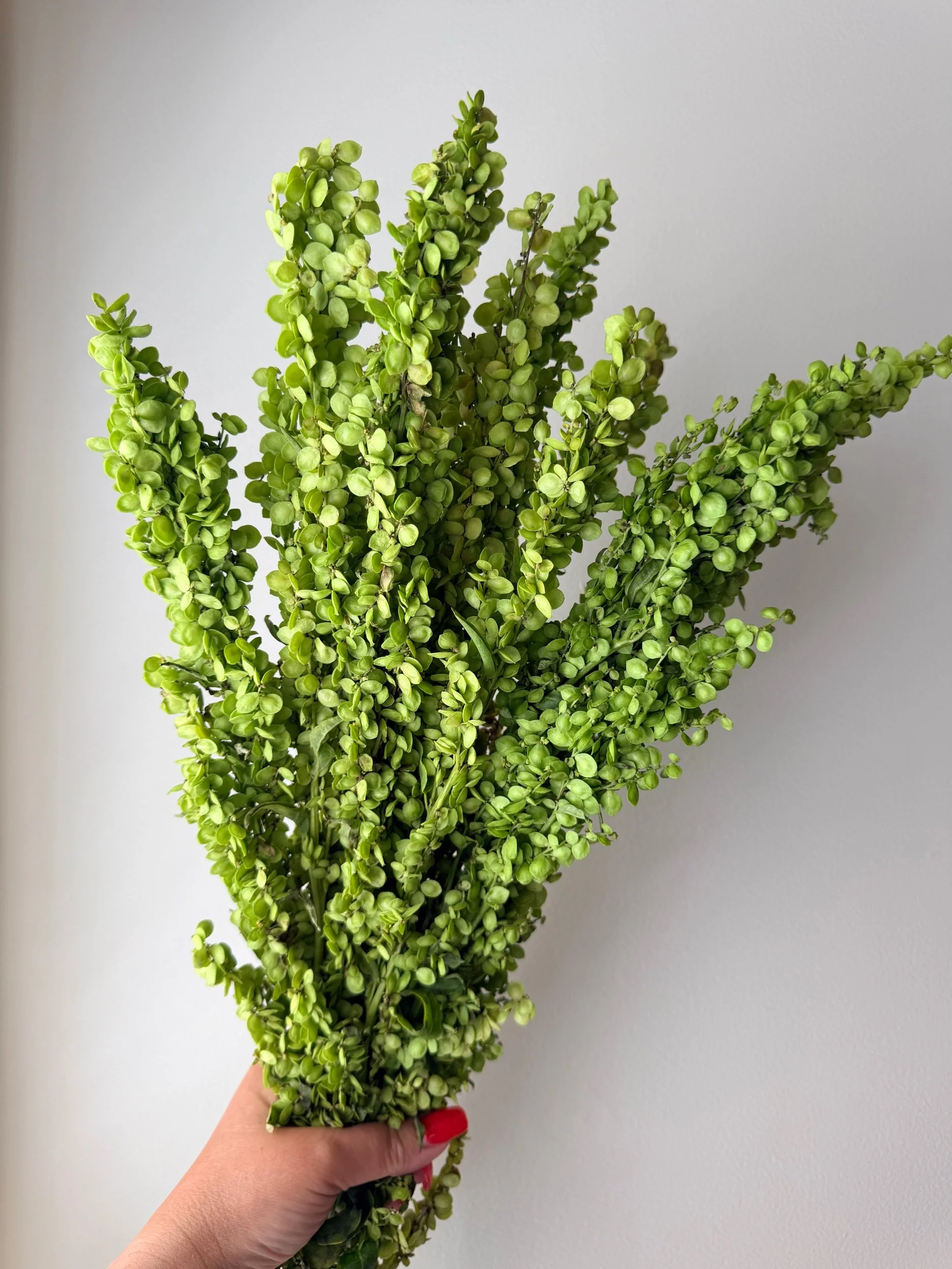 Rumex