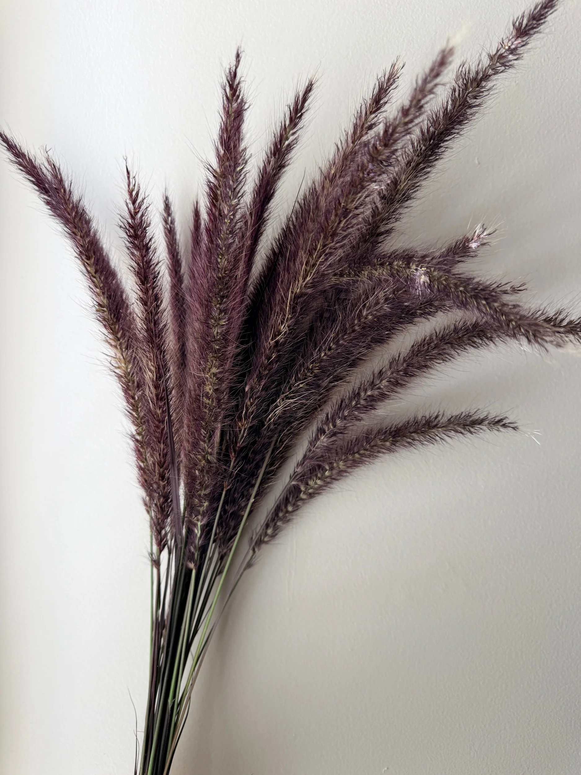 Red Fountain Grass
