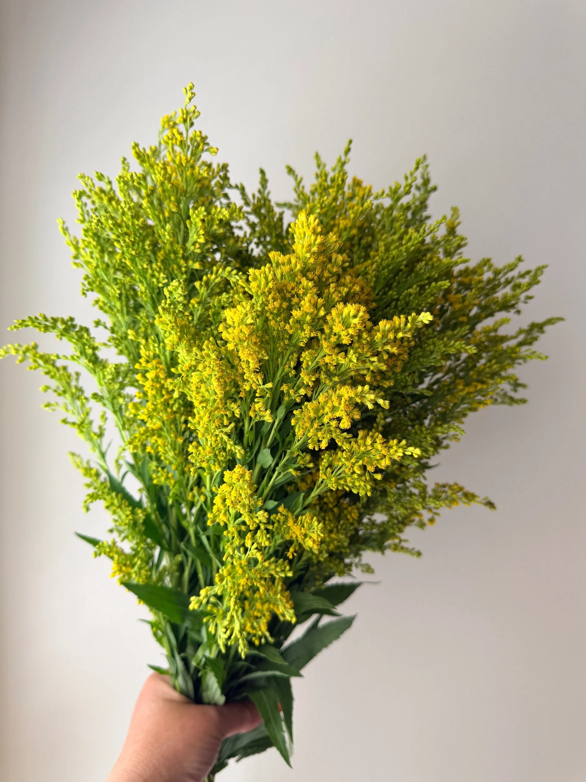Solidago