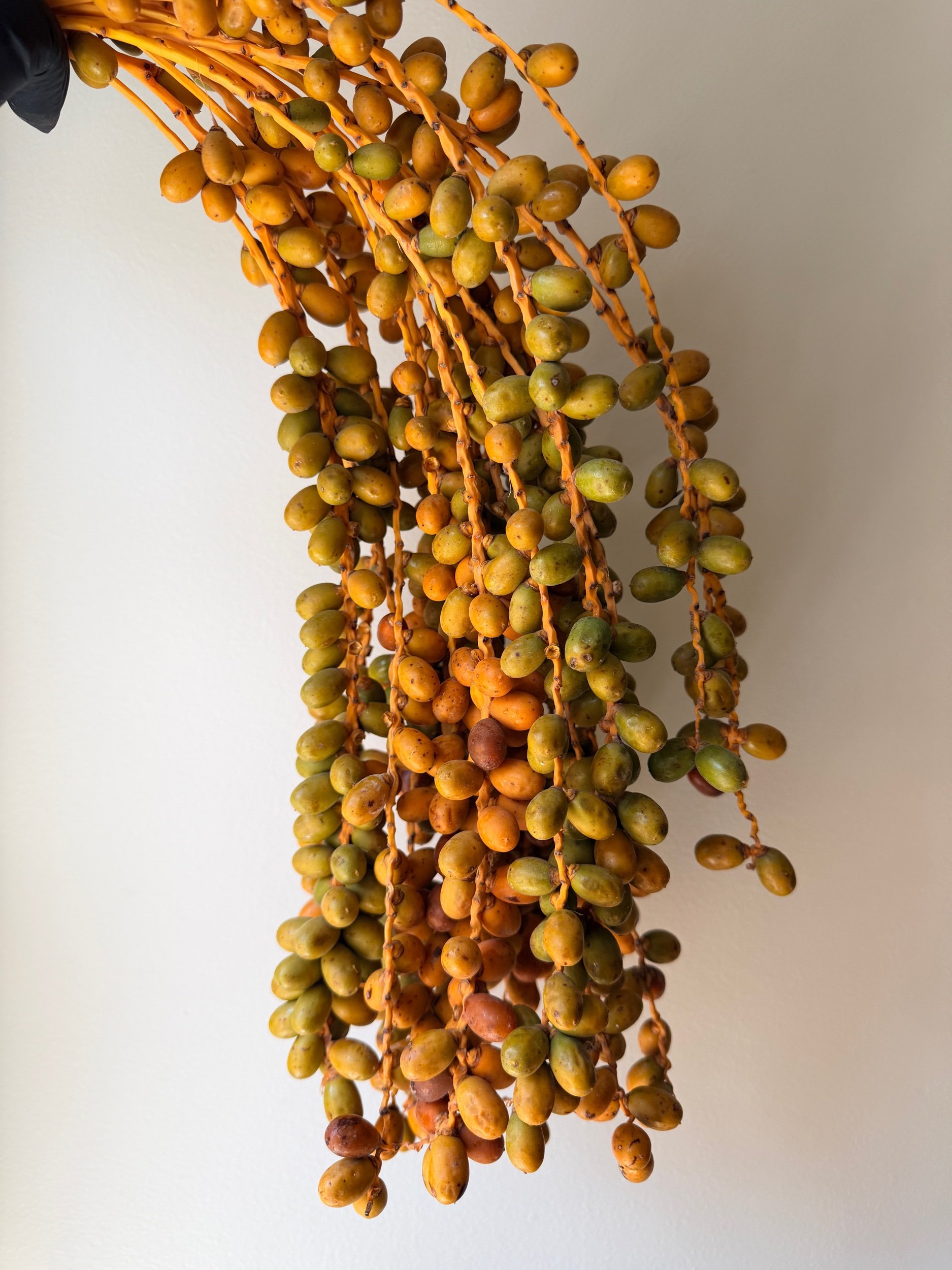 Berries - Date Berries