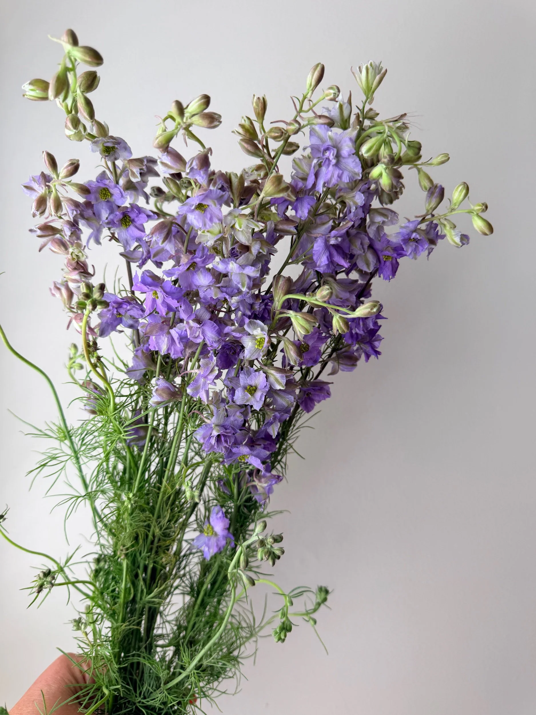 Larkspur