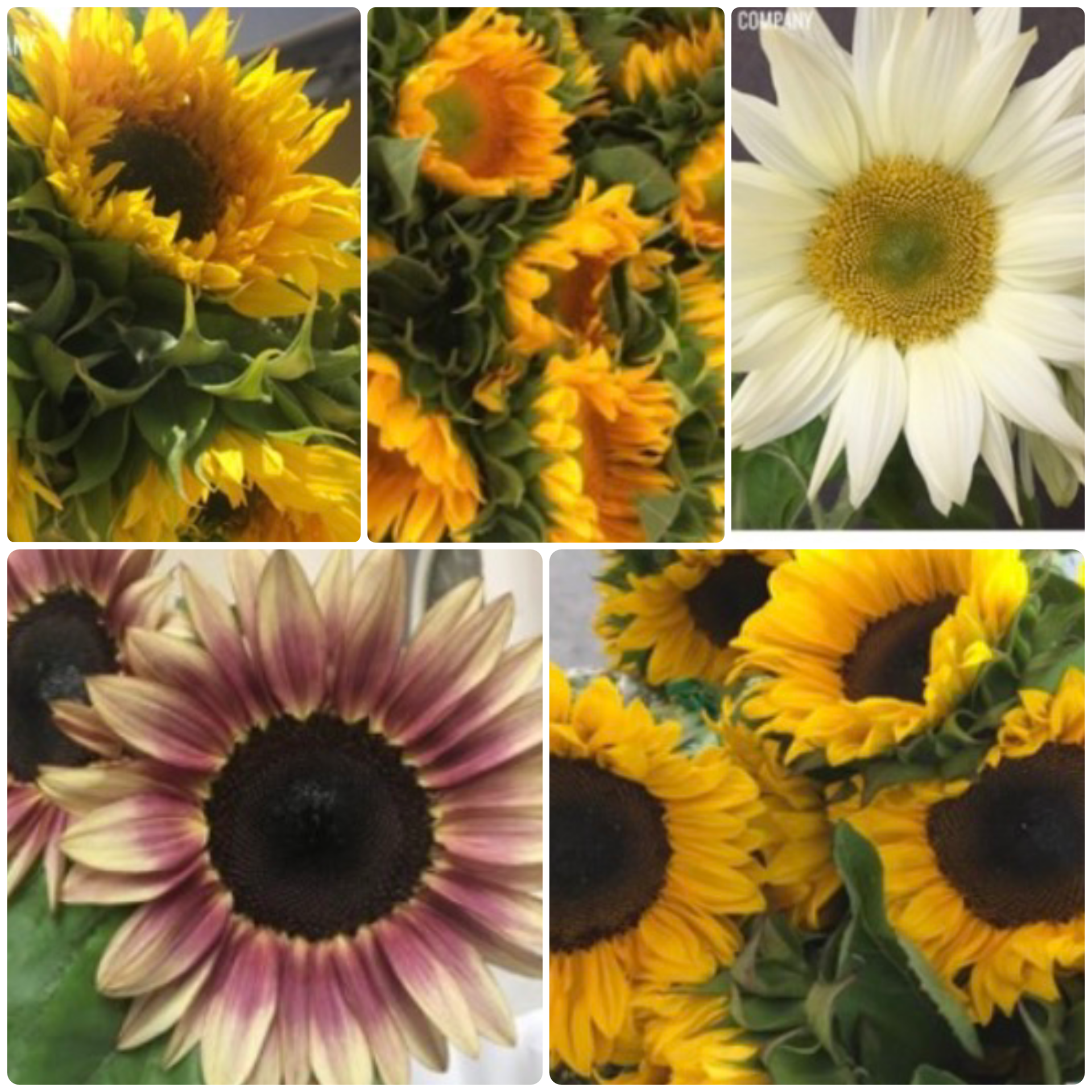 Sunflowers