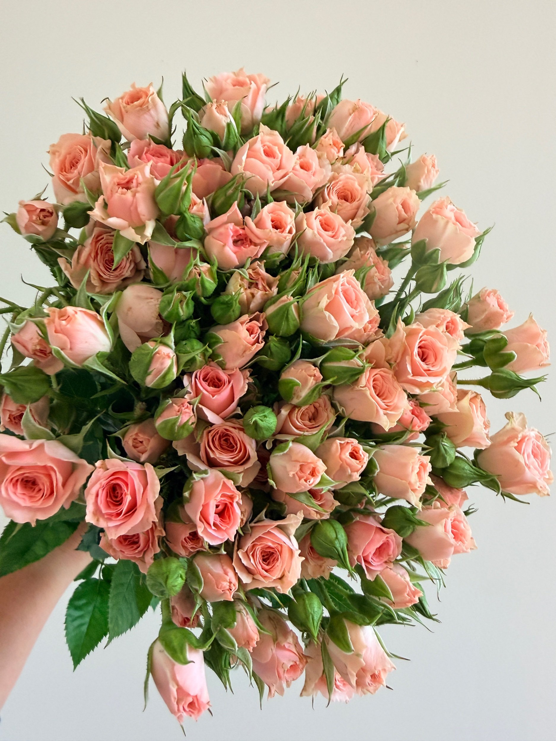 Rose: Standard Spray Roses