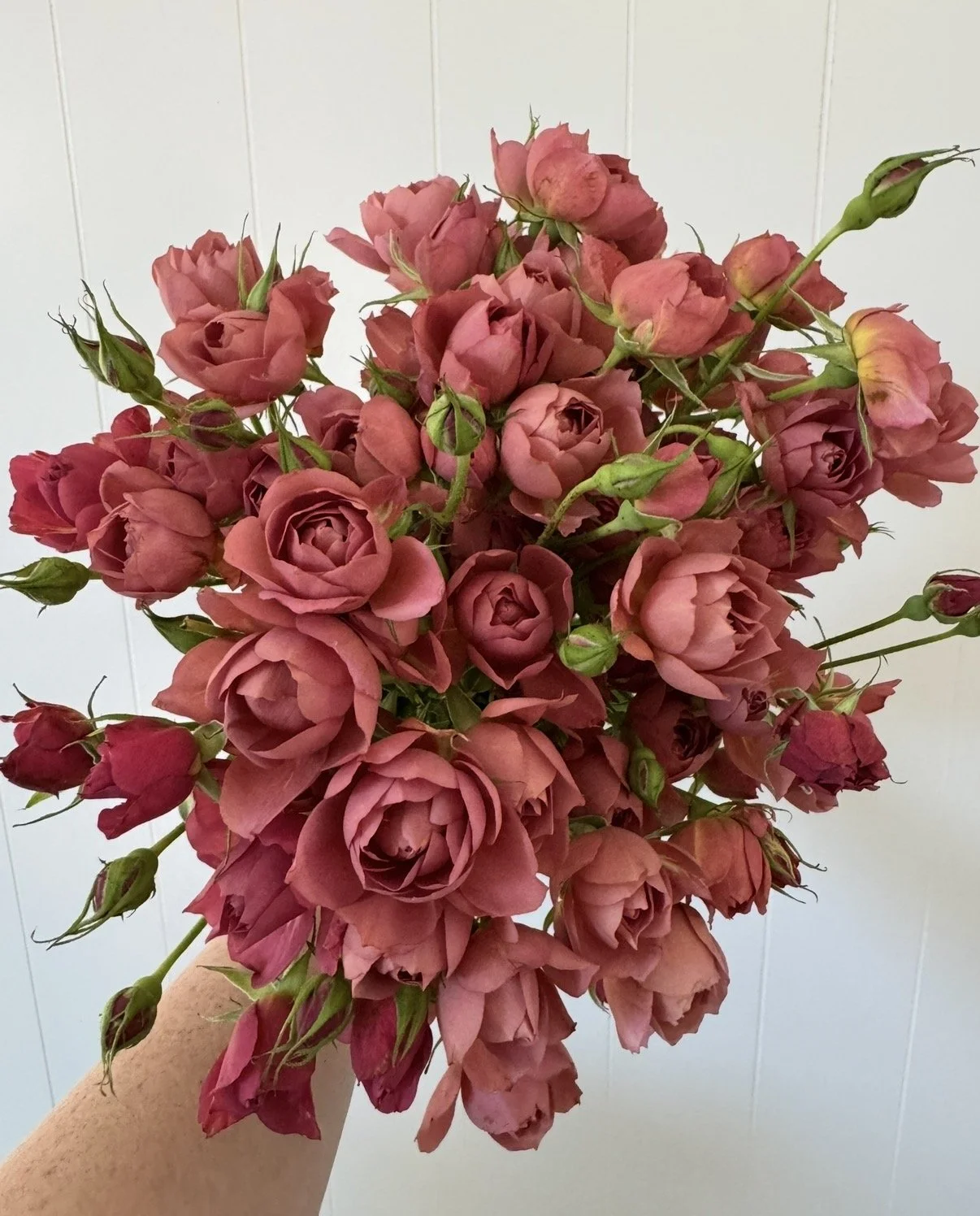 Rose: Garden Spray Roses